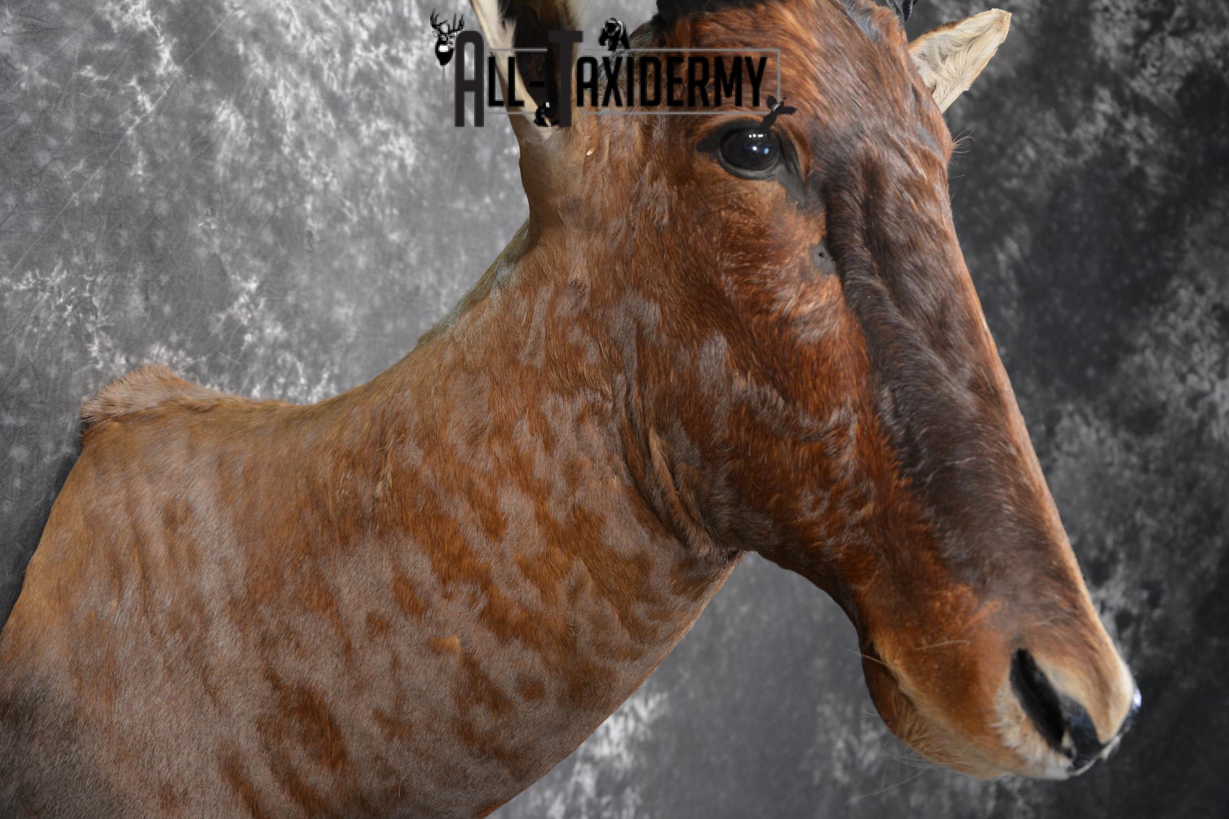 African Tsessebe Taxidermy Mount for sale SKU 1506 - Image 7