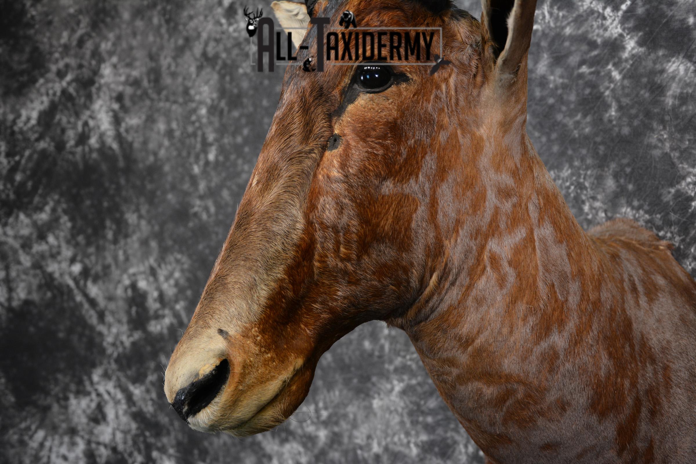 African Tsessebe Taxidermy Mount for sale SKU 1506 - Image 8