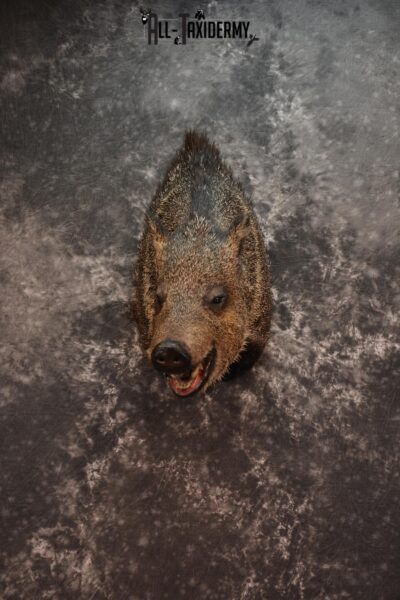 Javelina Taxidermy Shoulder Mount for sale SKU 1524