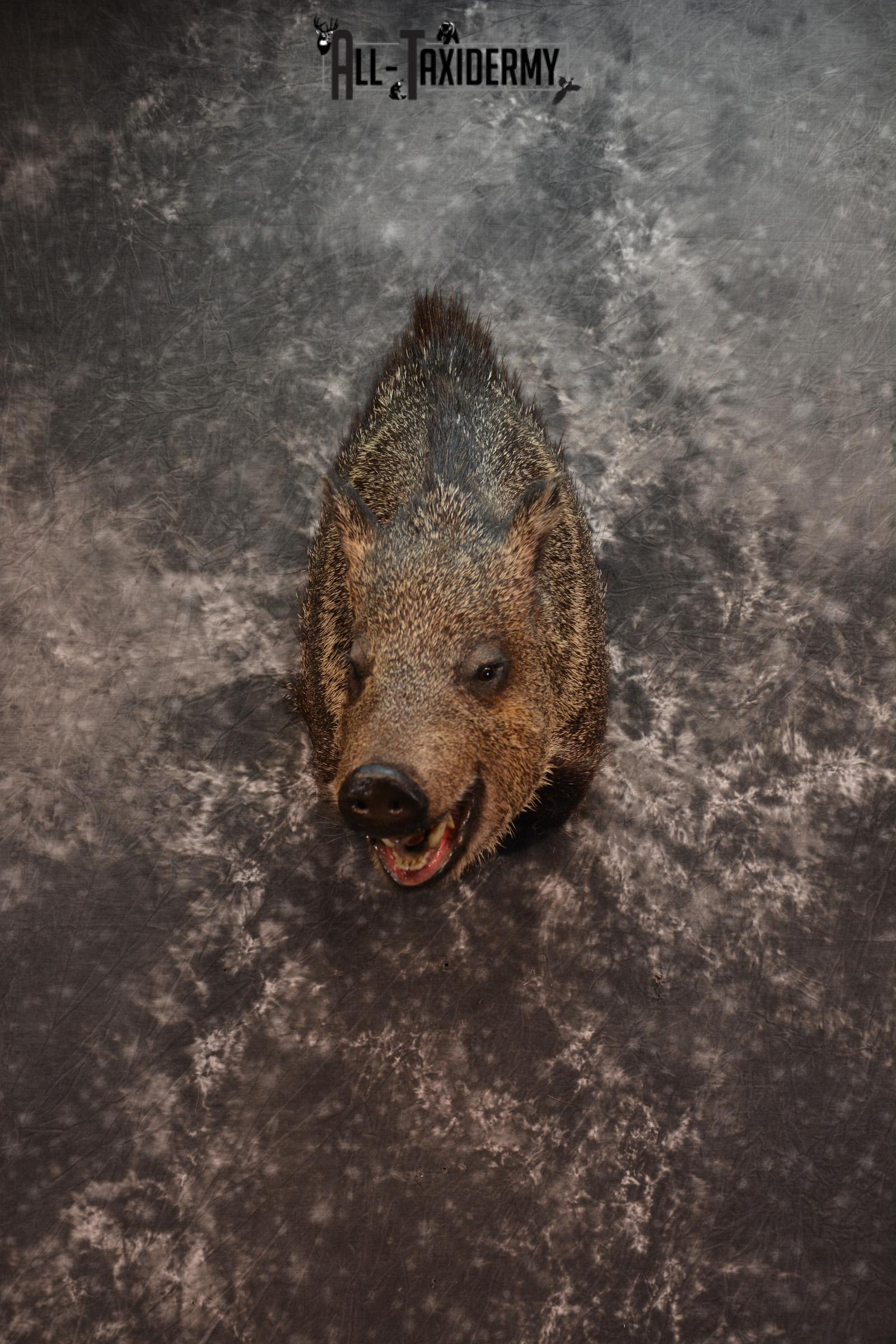 Javelina Taxidermy Shoulder Mount for sale SKU 1524