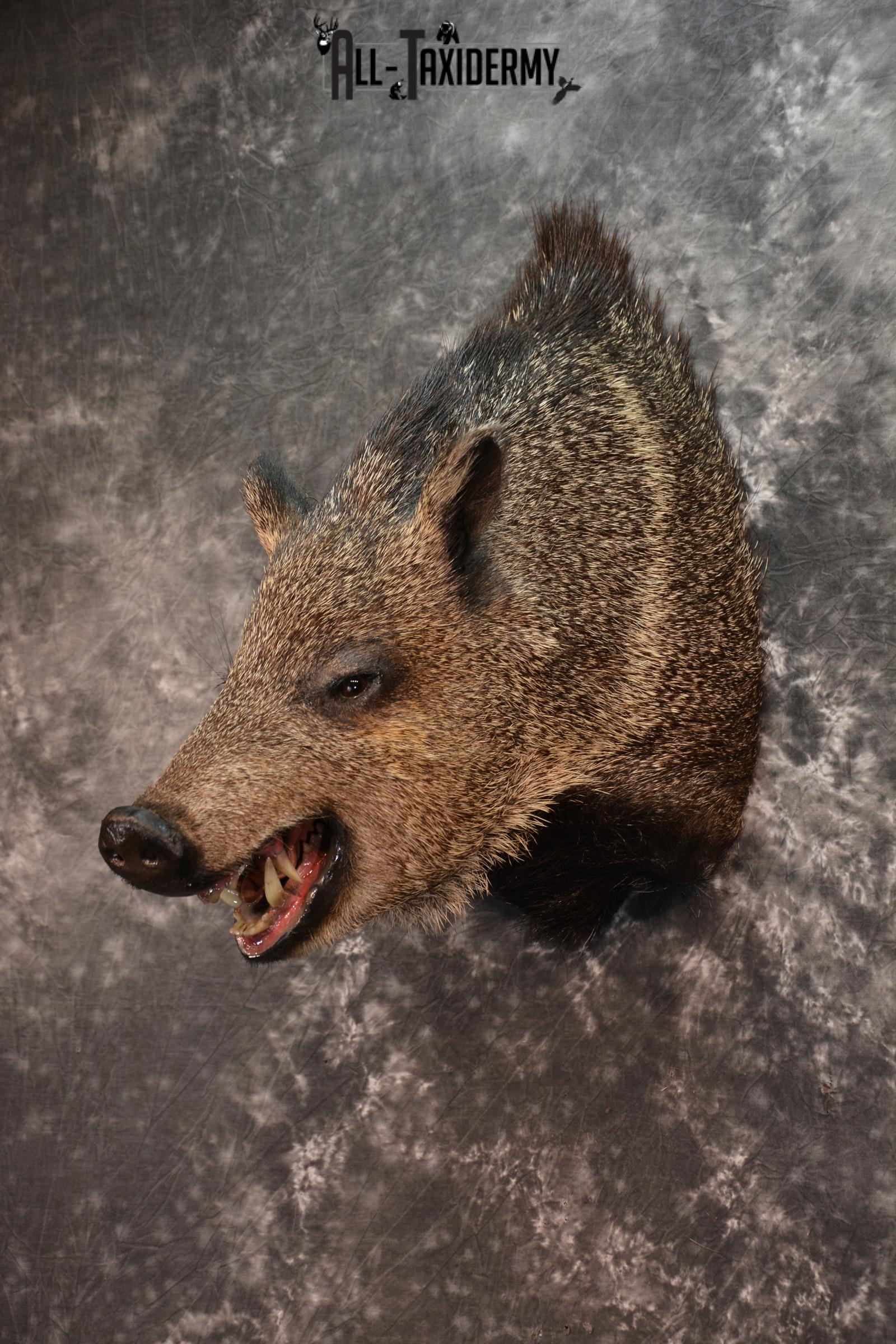 Javelina Taxidermy Shoulder Mount for sale SKU 1524 - Image 2