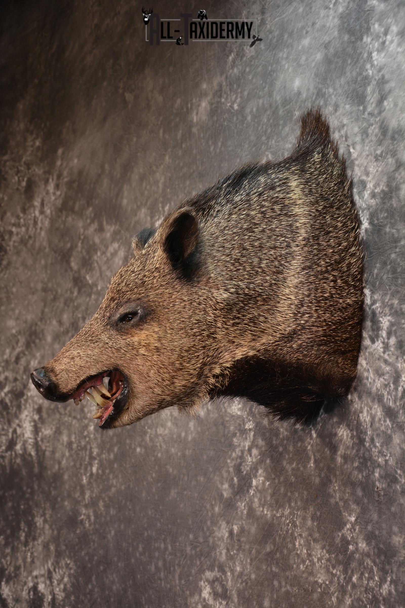 Javelina Taxidermy Shoulder Mount for sale SKU 1524 - Image 3