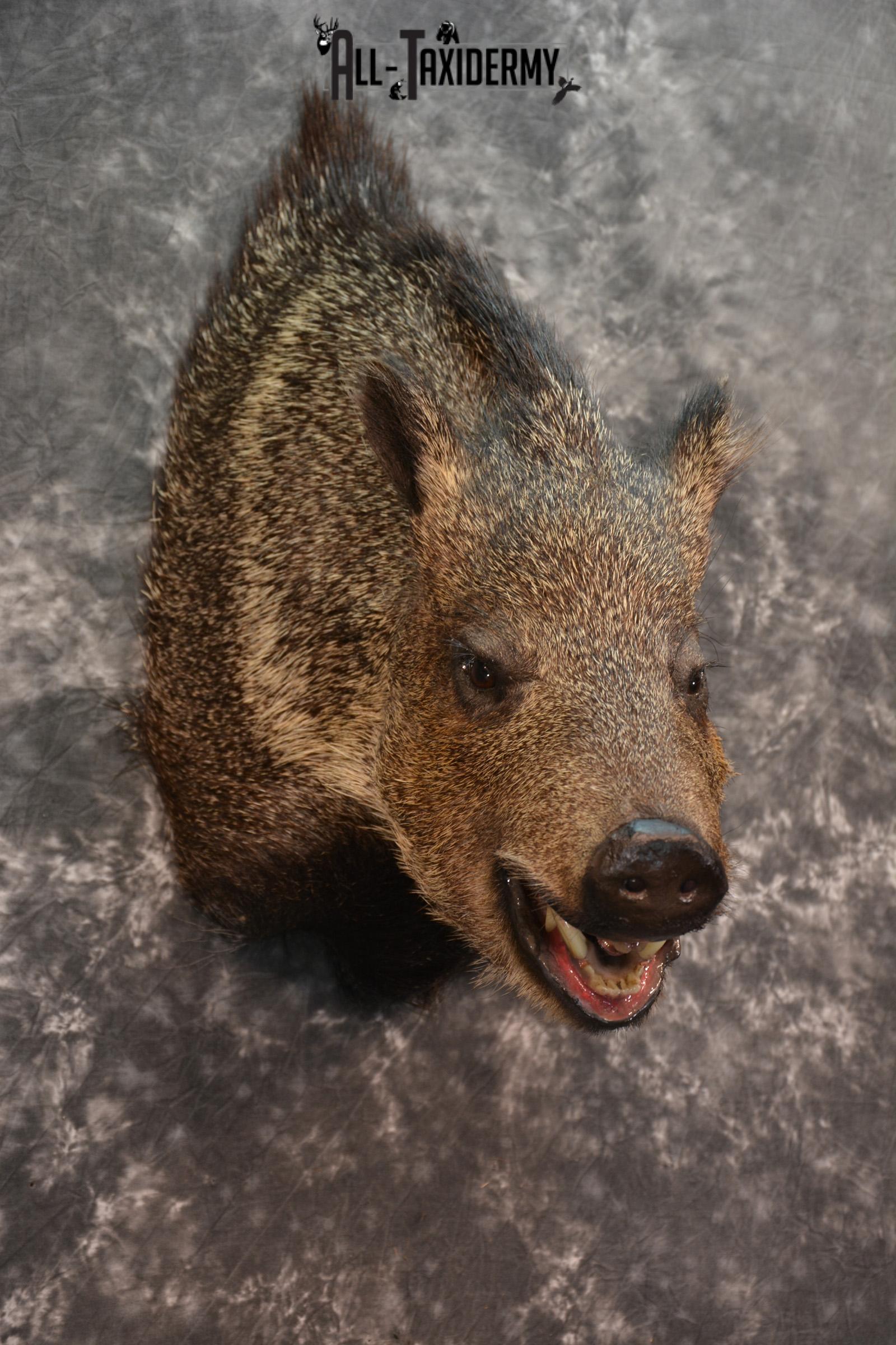 Javelina Taxidermy Shoulder Mount for sale SKU 1524 - Image 4