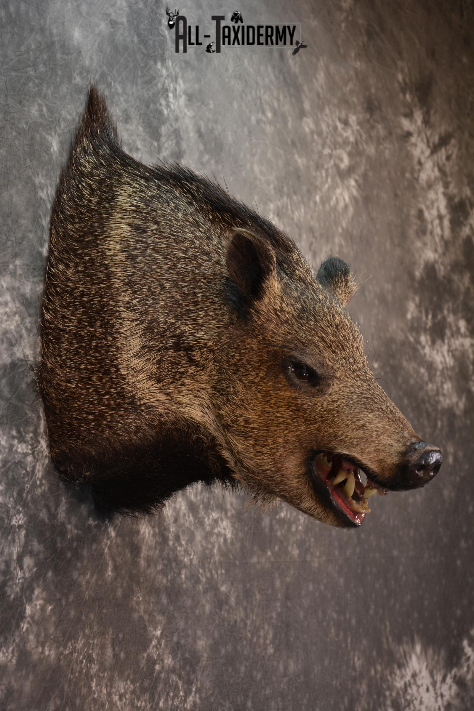 Javelina Taxidermy Shoulder Mount for sale SKU 1524 - Image 5