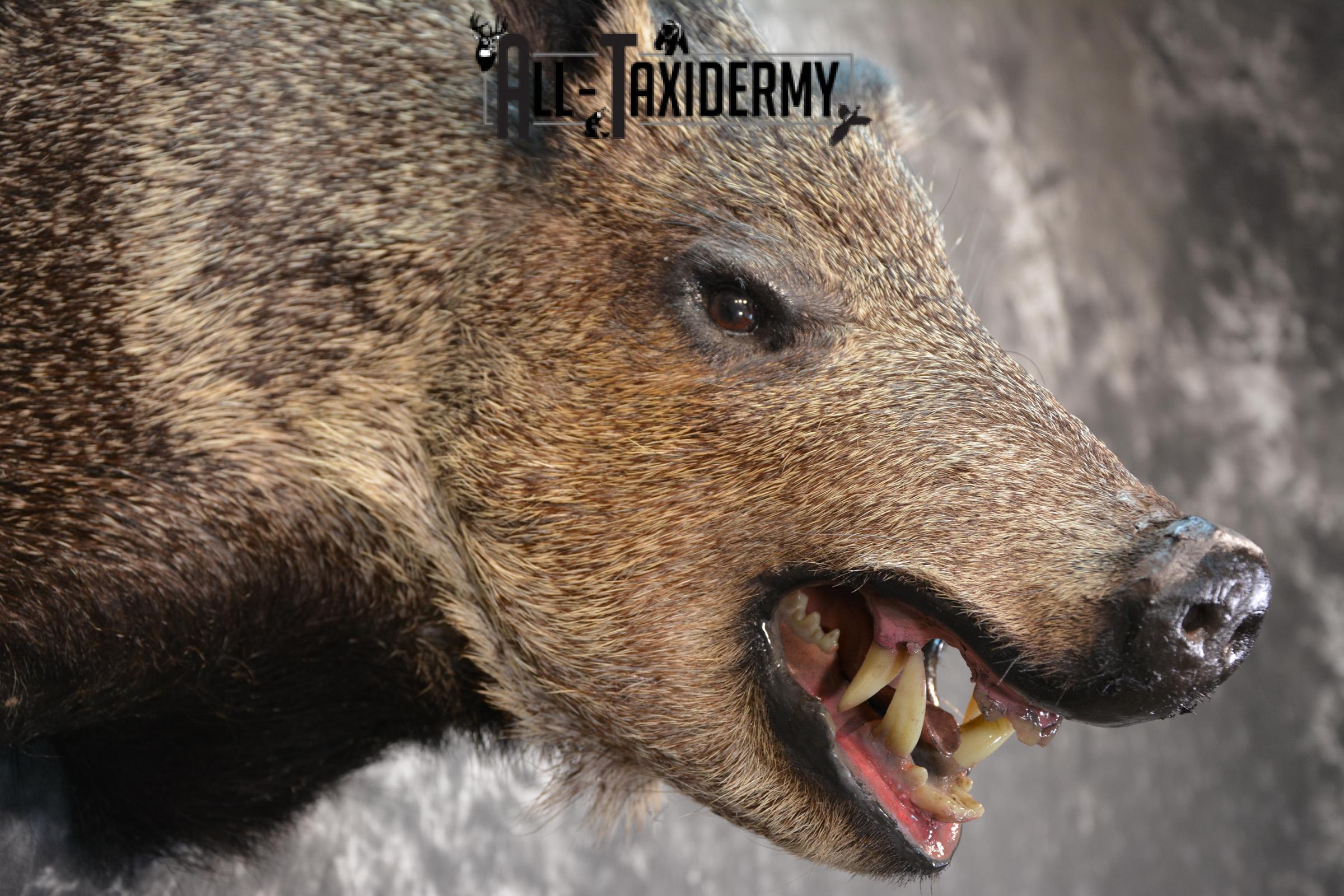 Javelina Taxidermy Shoulder Mount for sale SKU 1524 - Image 6