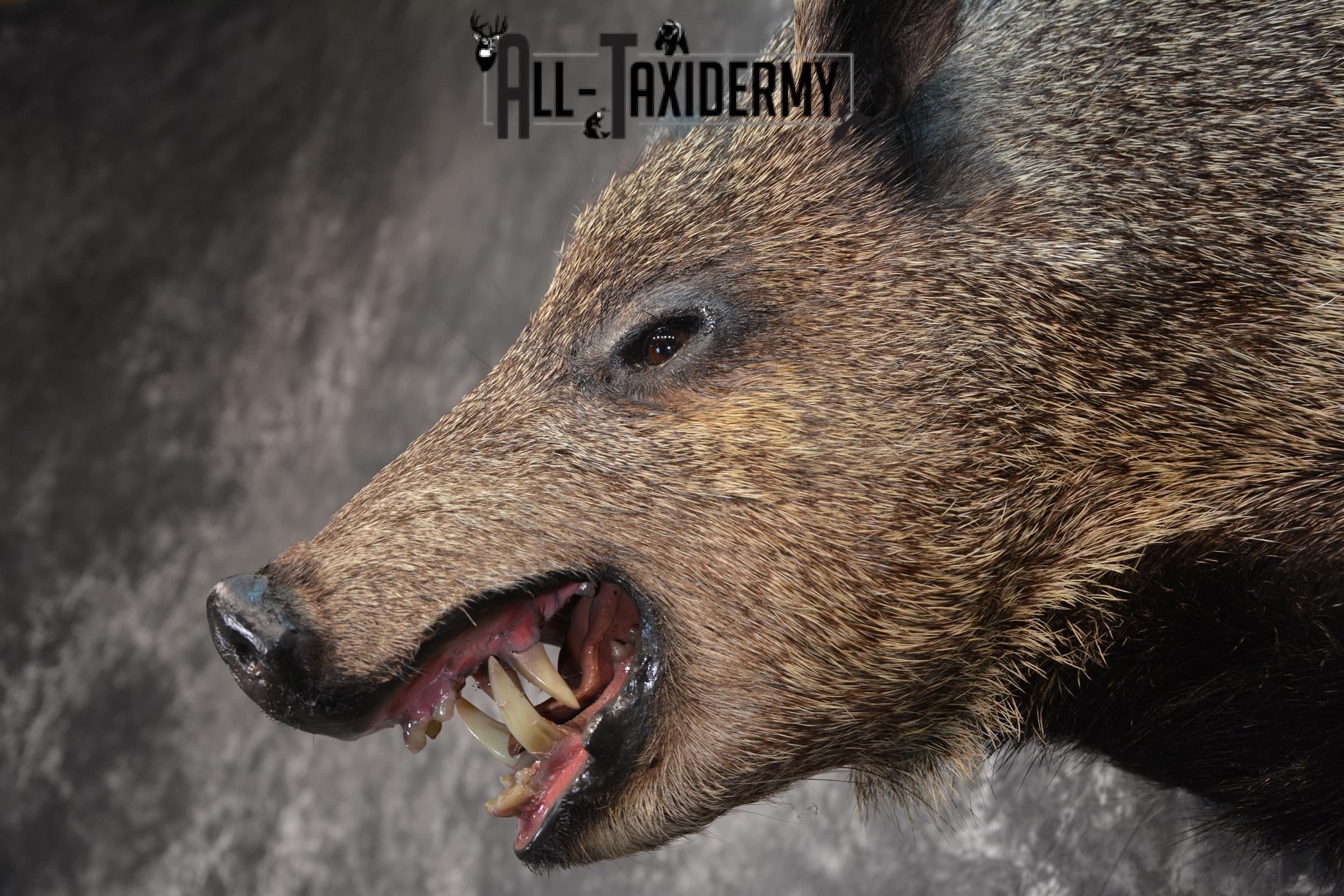 Javelina Taxidermy Shoulder Mount for sale SKU 1524 - Image 7