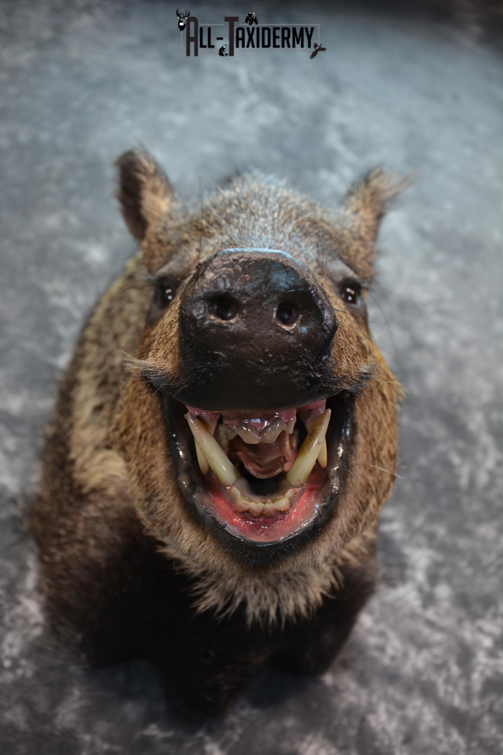 Javelina Taxidermy Shoulder Mount for sale SKU 1524 - Image 8