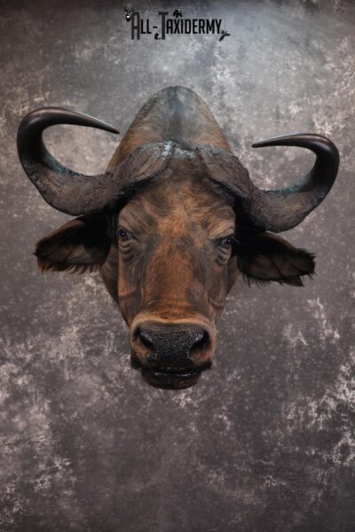 African Cape Buffalo Taxidermy Mount for sale SKU 1503
