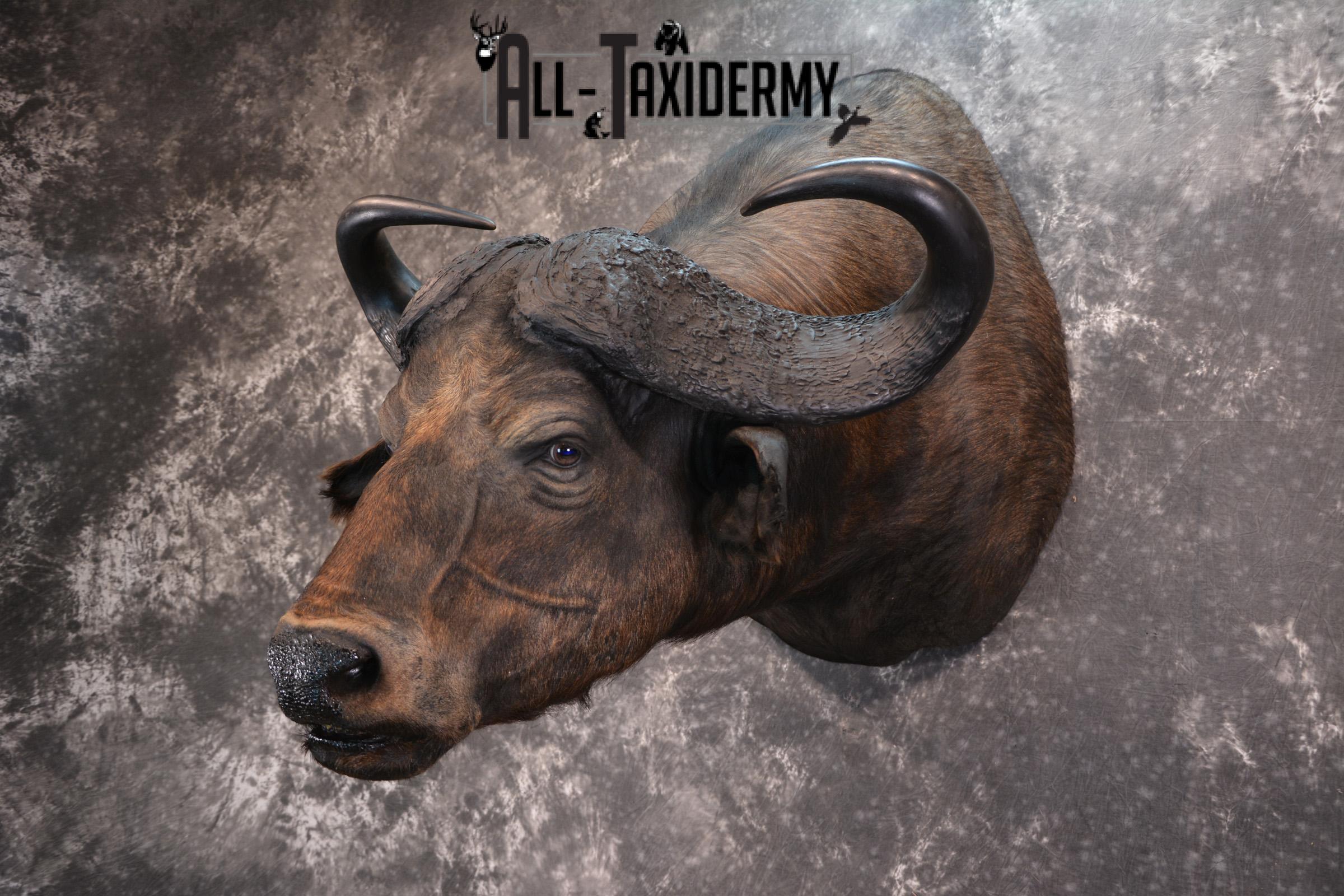 African Cape Buffalo Taxidermy Mount for sale SKU 1503 - Image 2