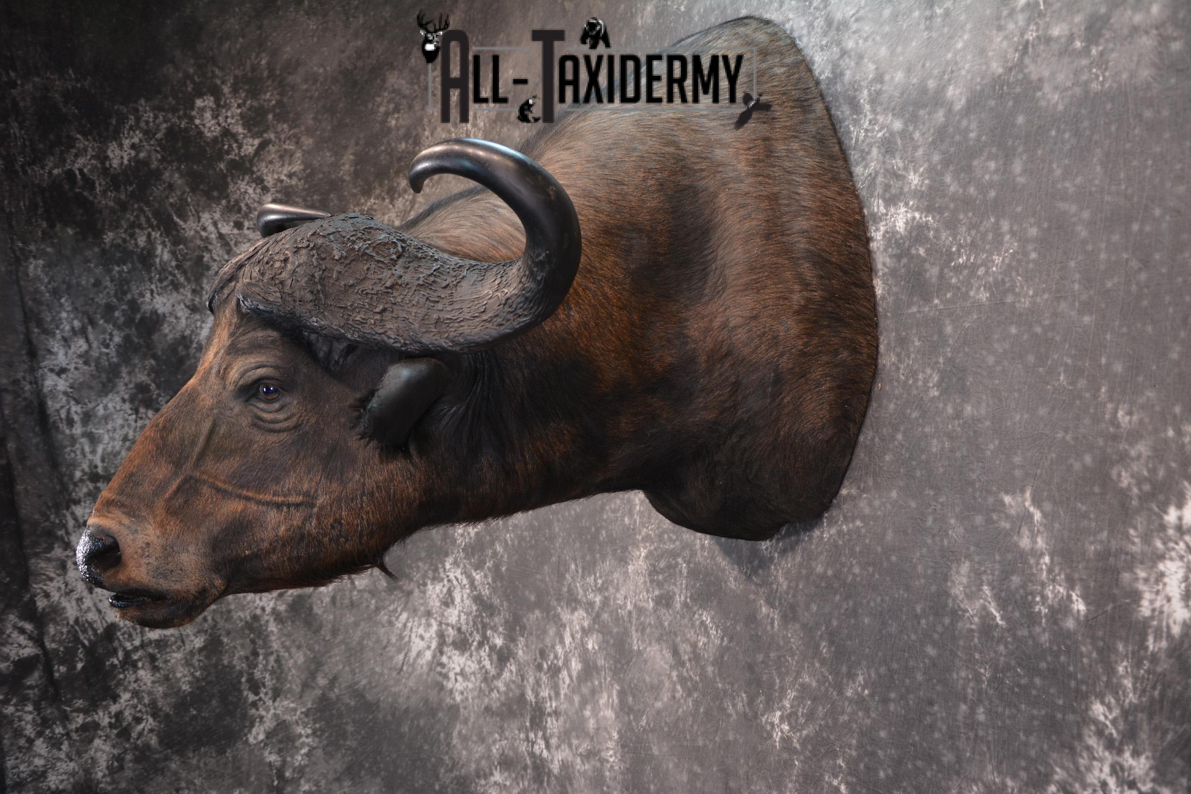 African Cape Buffalo Taxidermy Mount for sale SKU 1503 - Image 3