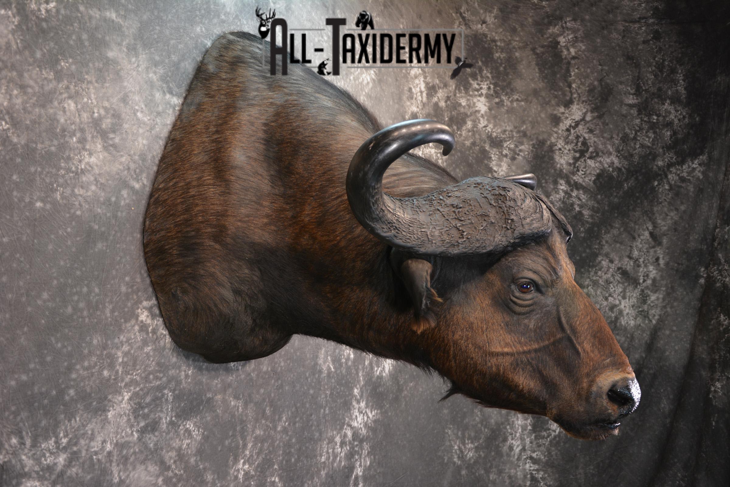 African Cape Buffalo Taxidermy Mount for sale SKU 1503 - Image 5