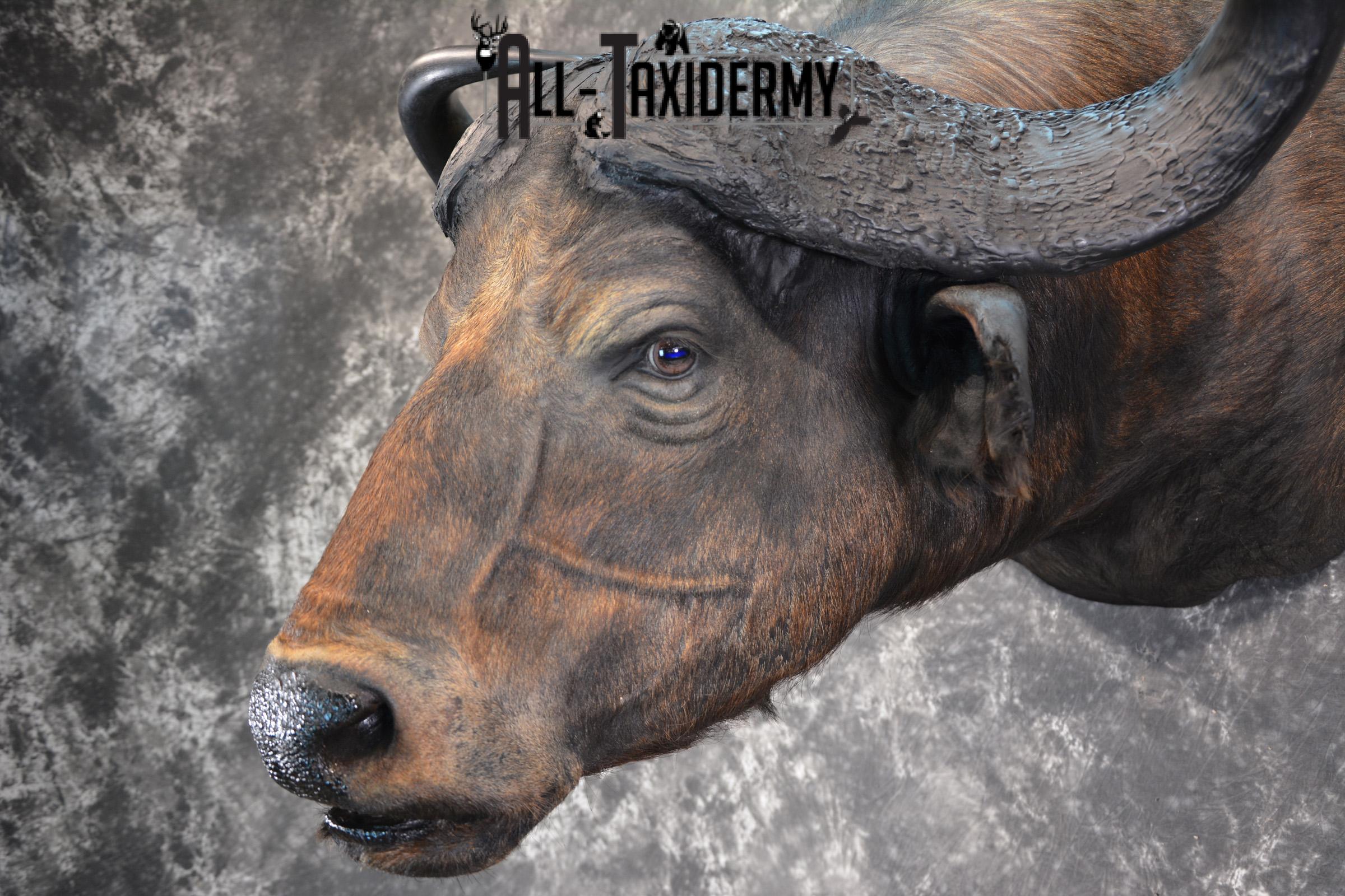 African Cape Buffalo Taxidermy Mount for sale SKU 1503 - Image 7