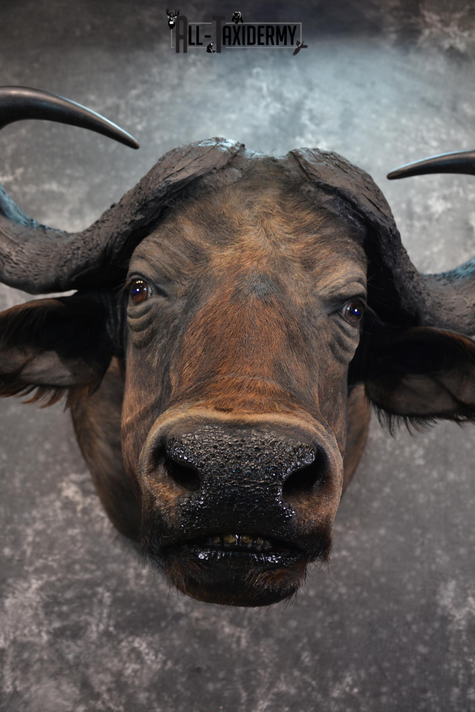 African Cape Buffalo Taxidermy Mount for sale SKU 1503 - Image 8