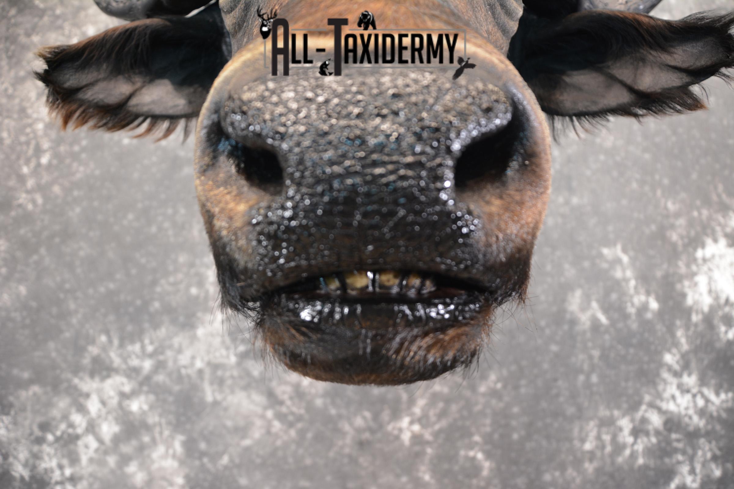 African Cape Buffalo Taxidermy Mount for sale SKU 1503 - Image 9