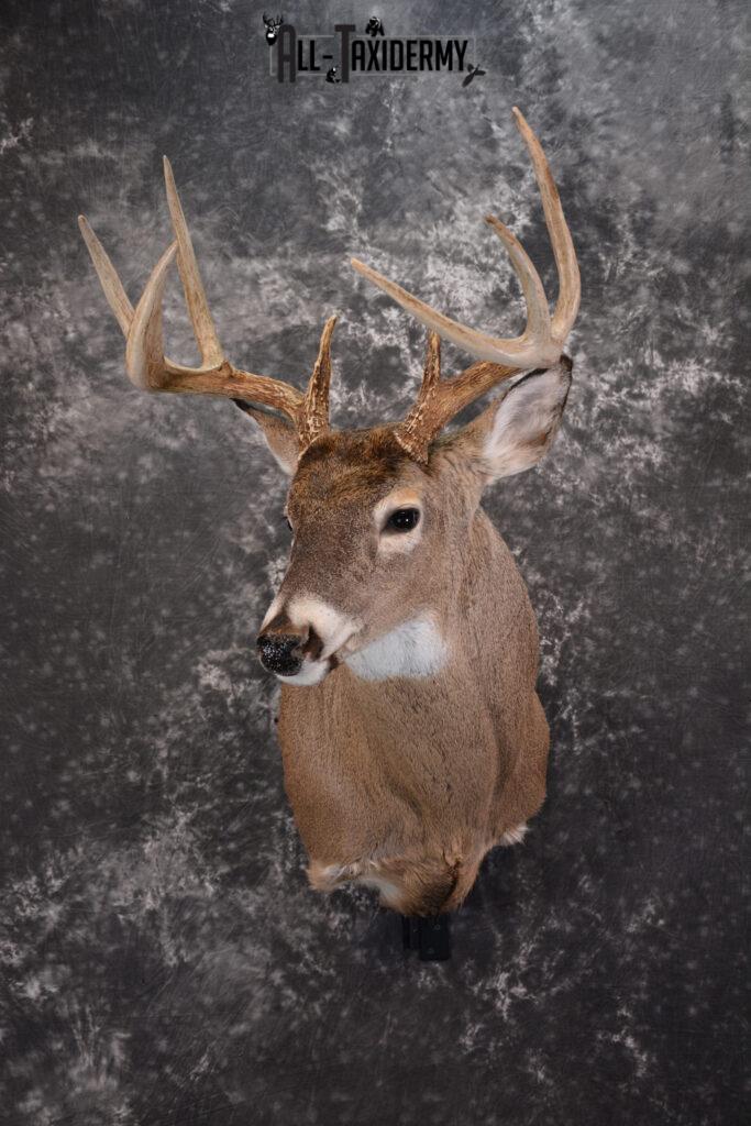 Whitetail Deer Taxidermy Shoulder Mount for sale SKU 1447 - All Taxidermy