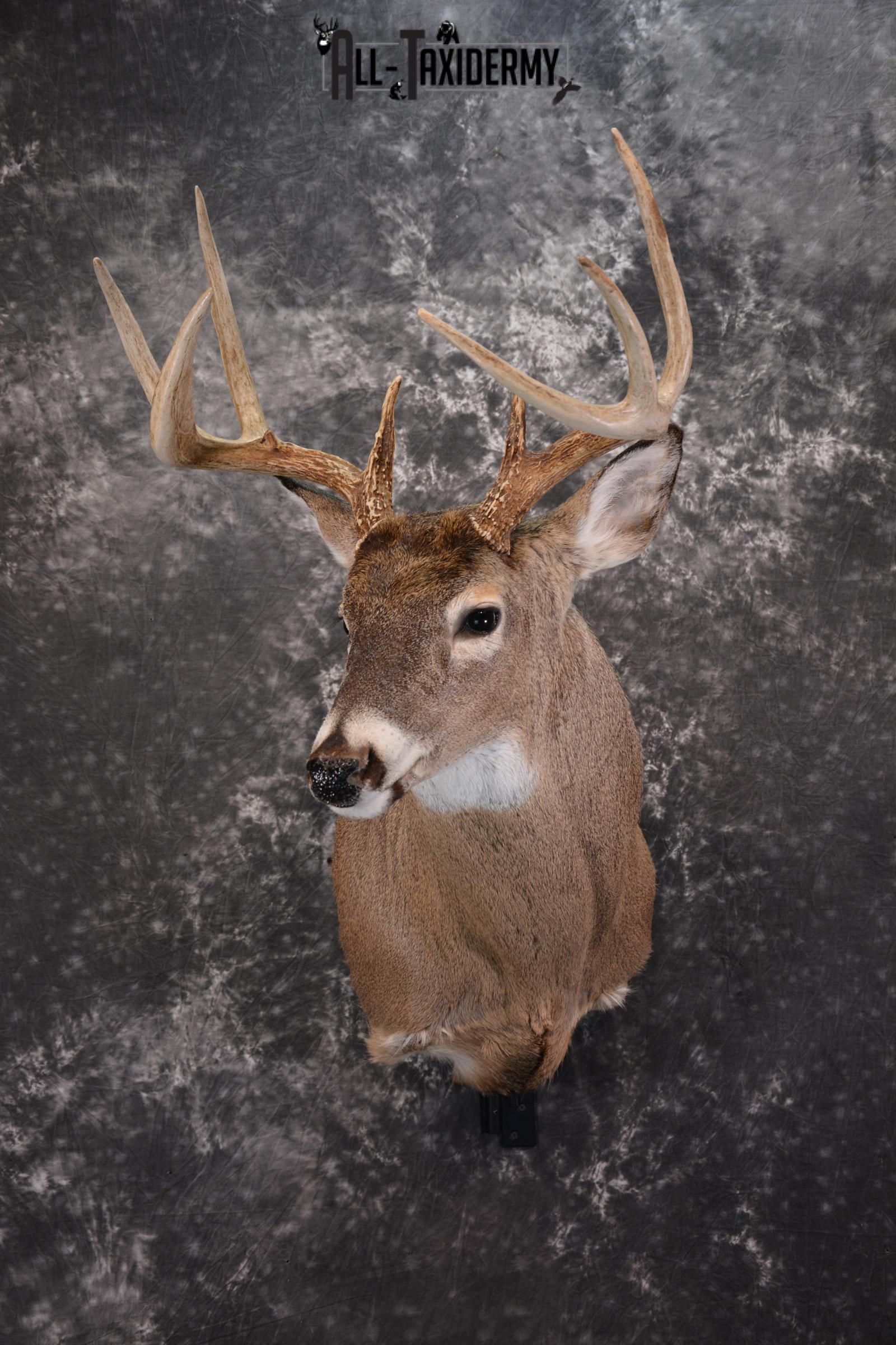 Whitetail Deer Taxidermy Shoulder Mount for sale SKU 1447