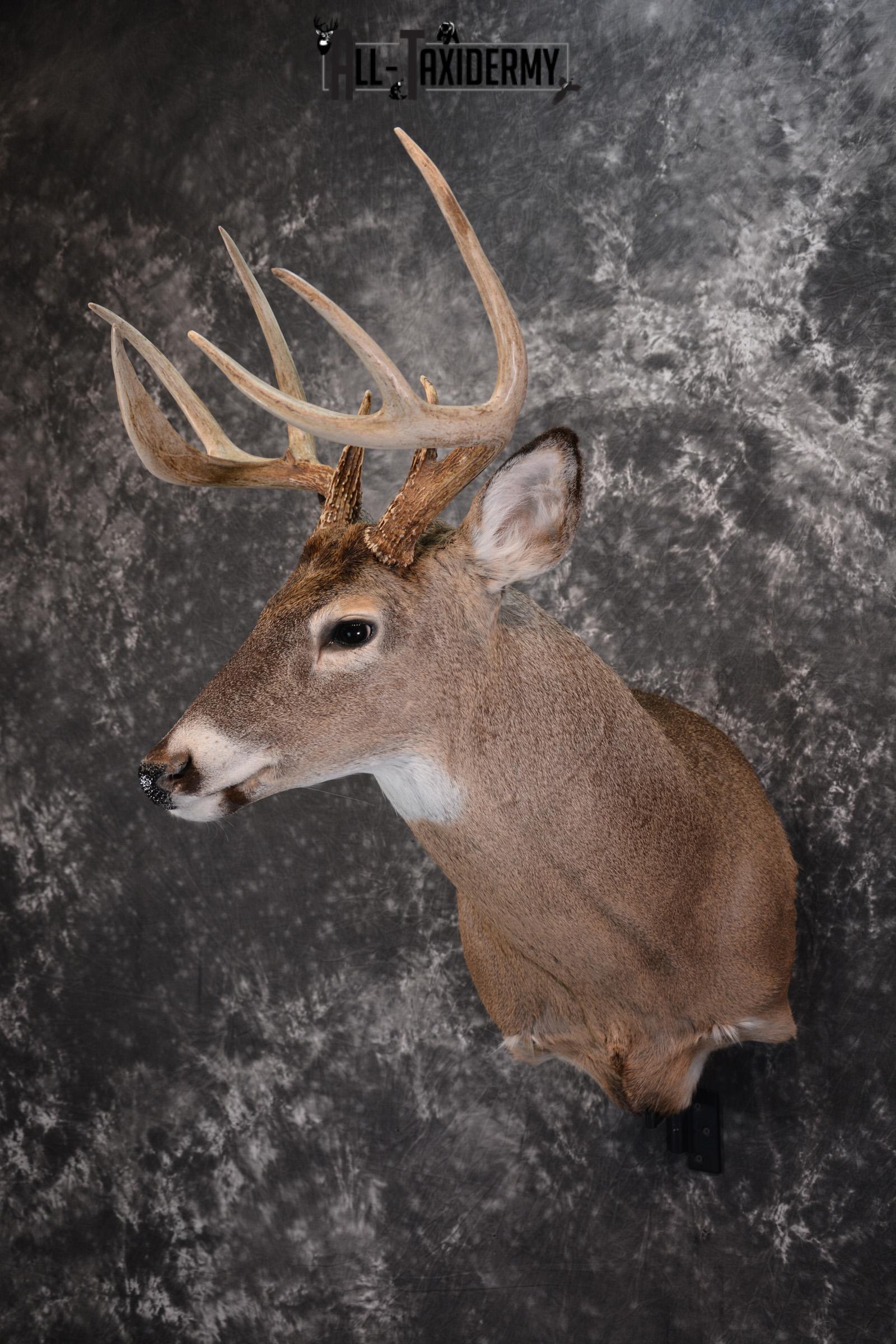 Whitetail Deer Taxidermy Shoulder Mount for sale SKU 1447 - Image 8