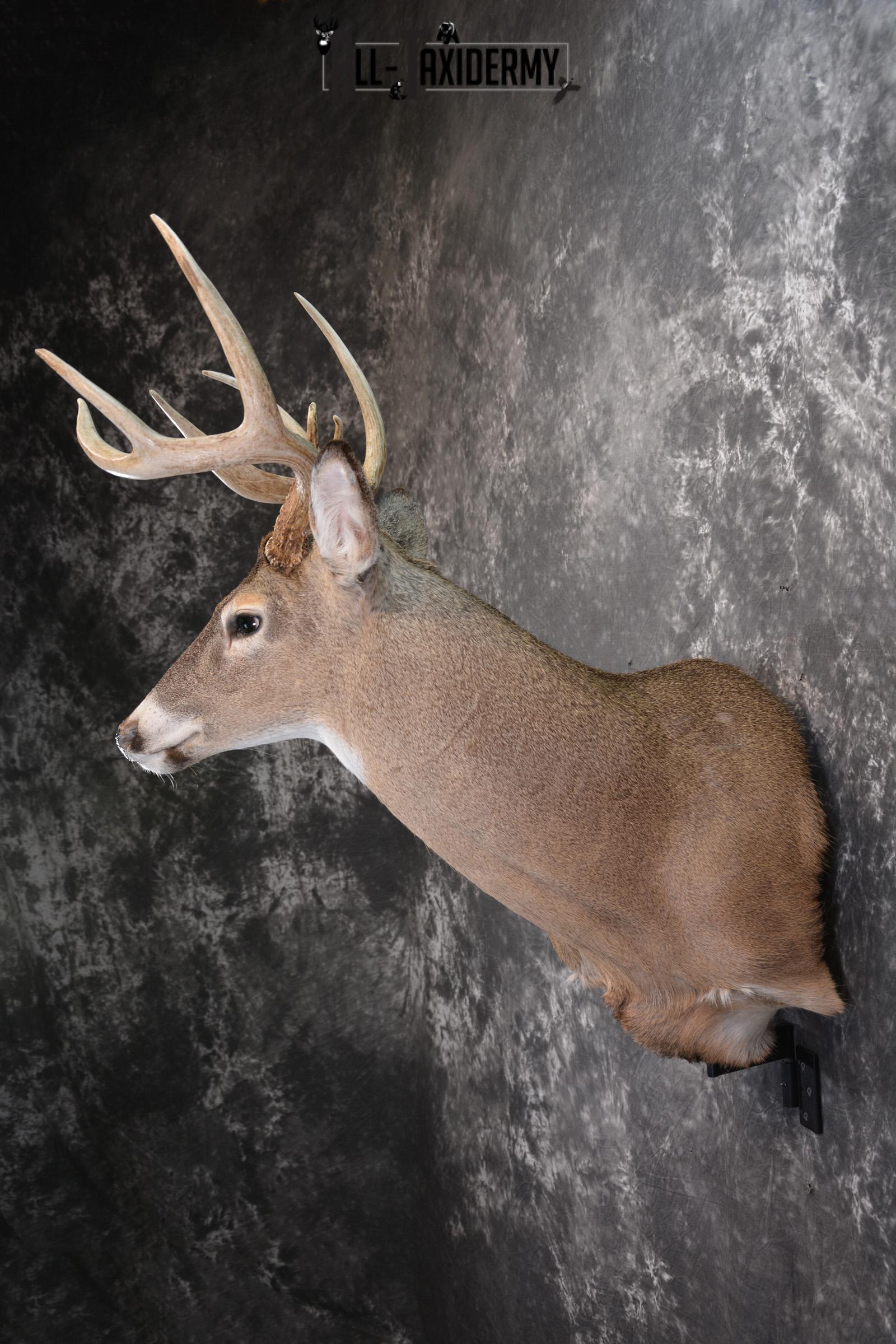 Whitetail Deer Taxidermy Shoulder Mount for sale SKU 1447 - Image 7