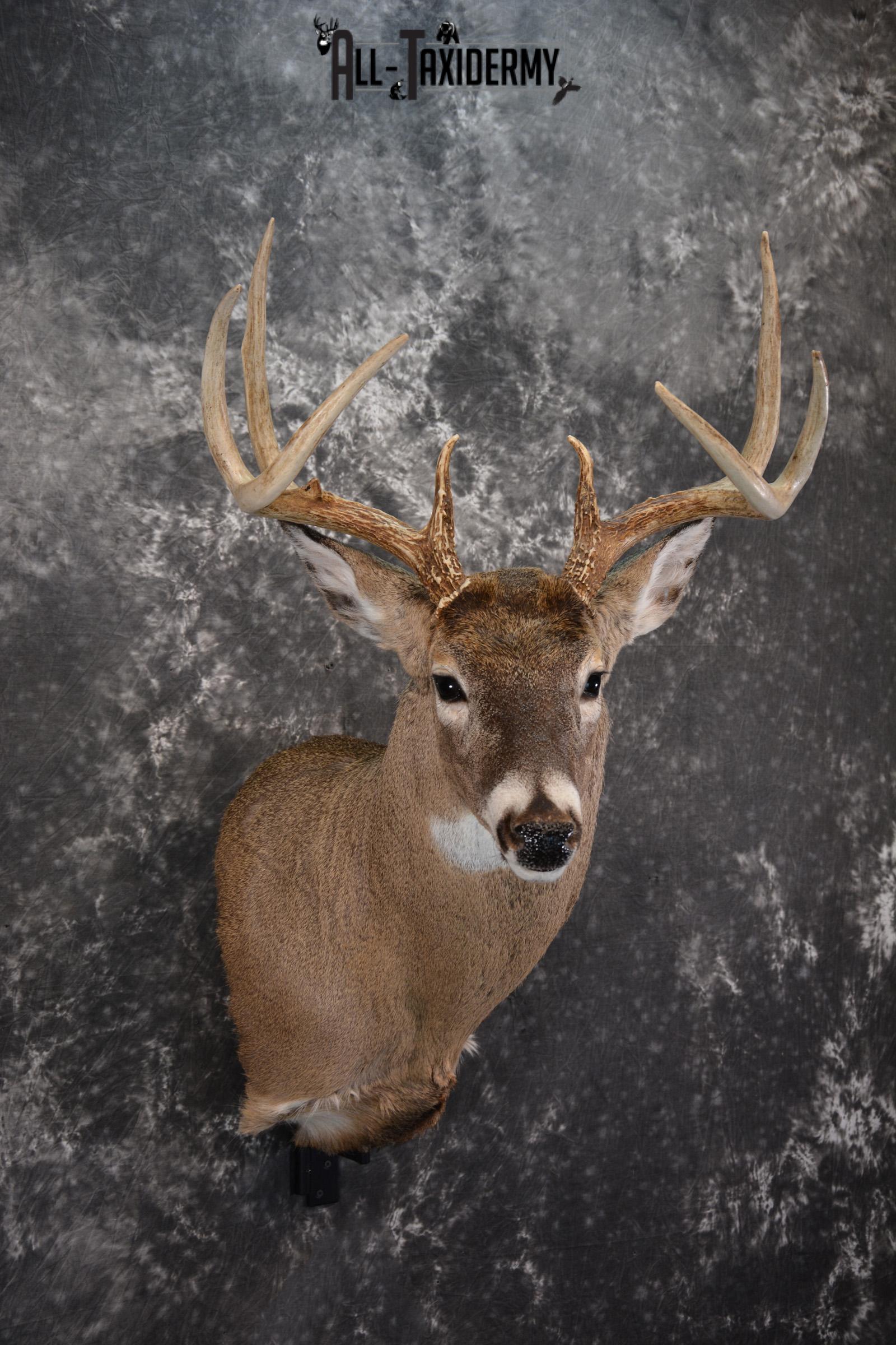 Whitetail Deer Taxidermy Shoulder Mount for sale SKU 1447 - Image 6