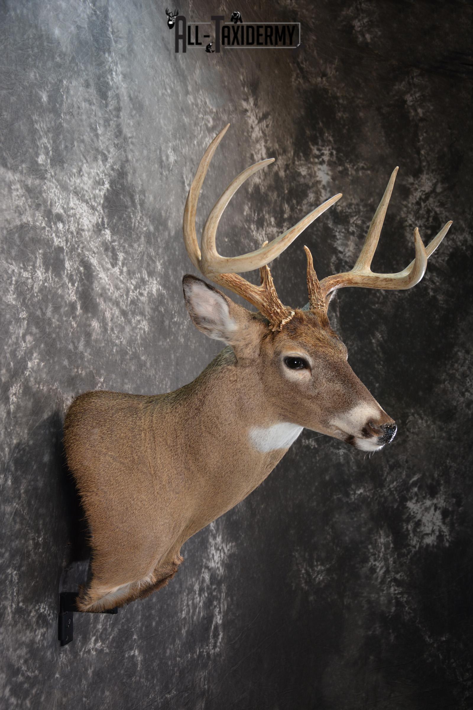 Whitetail Deer Taxidermy Shoulder Mount for sale SKU 1447 - Image 5