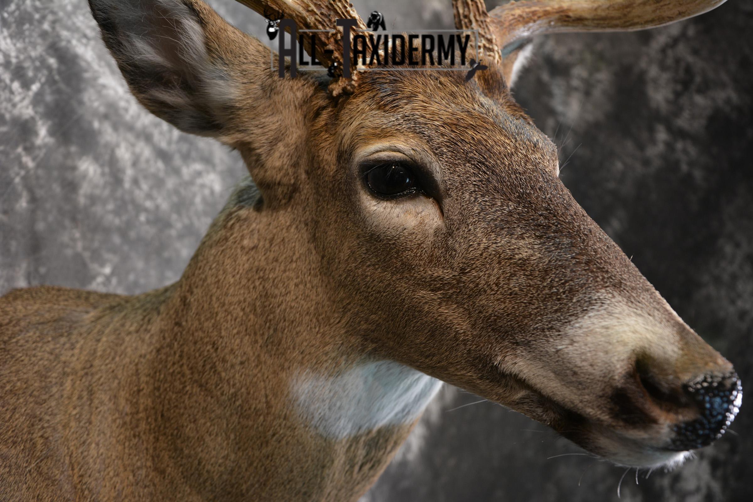 Whitetail Deer Taxidermy Shoulder Mount for sale SKU 1447 - Image 4
