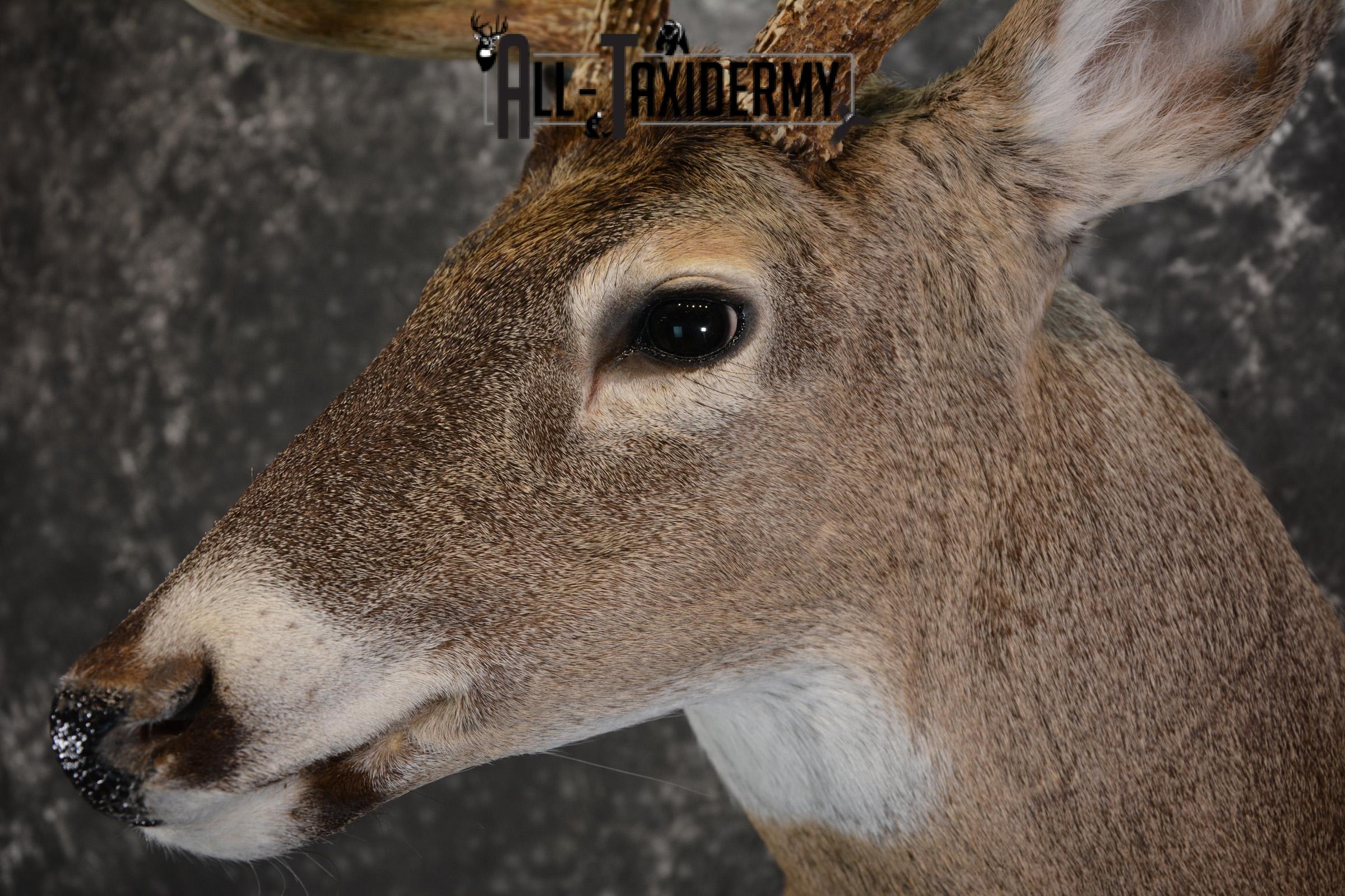 Whitetail Deer Taxidermy Shoulder Mount for sale SKU 1447 - Image 3