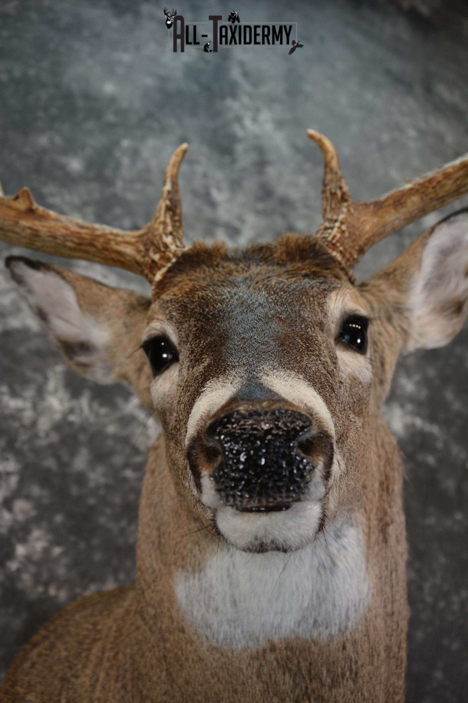 Whitetail Deer Taxidermy Shoulder Mount for sale SKU 1447 - Image 2
