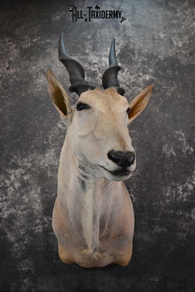 African Eland Taxidermy Mount for sale SKU 1450