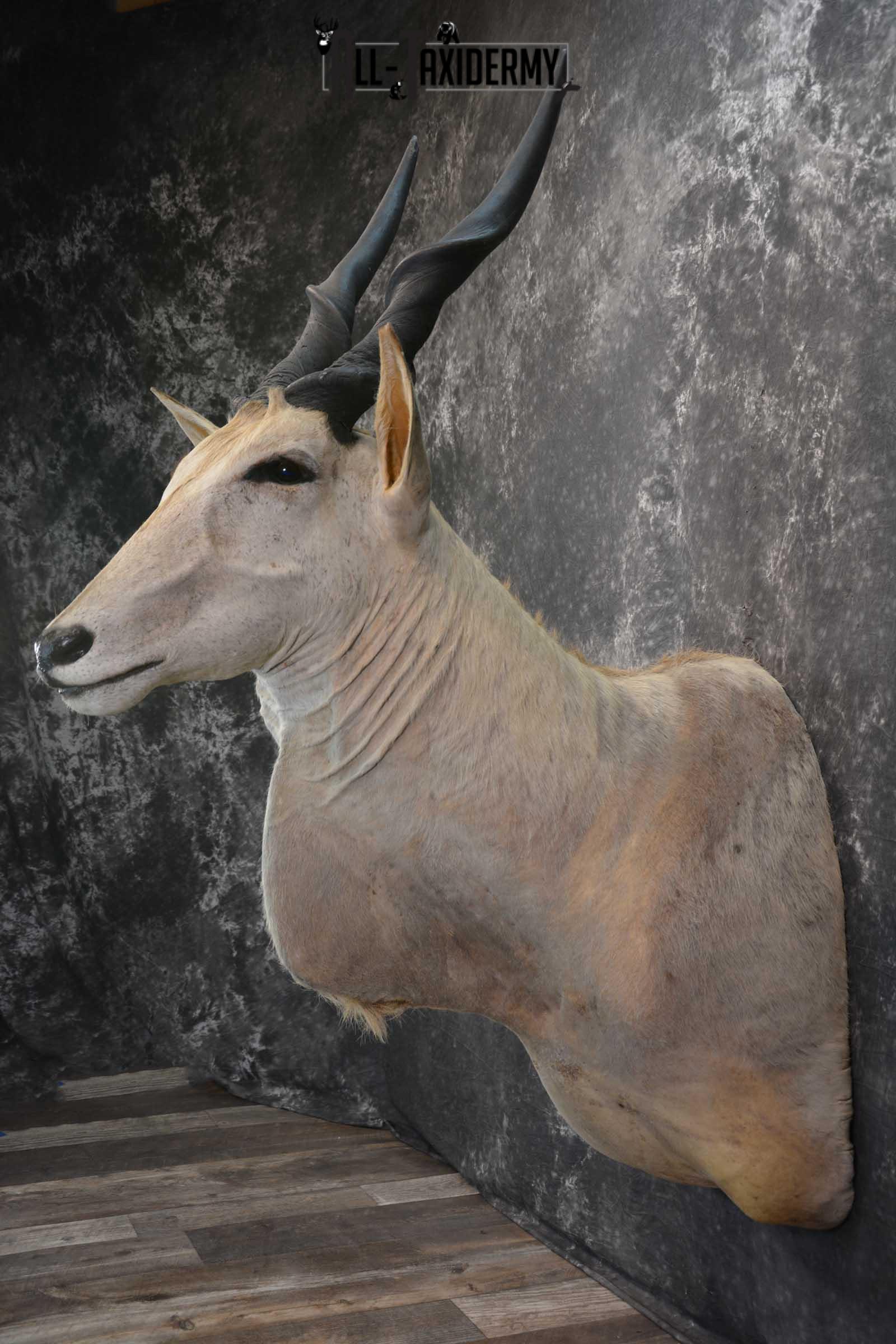 African Eland Taxidermy Mount for sale SKU 1450 - Image 6