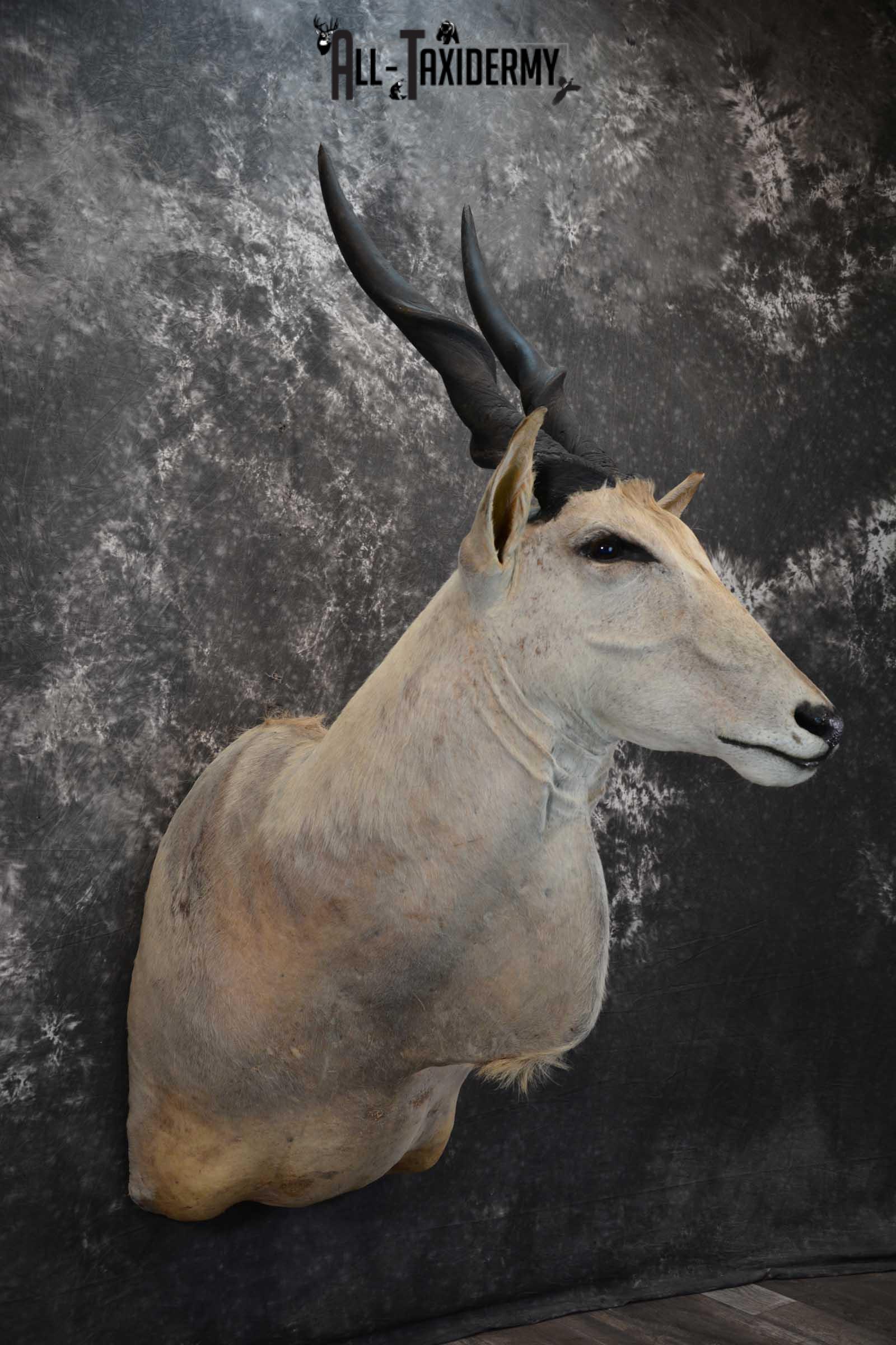 African Eland Taxidermy Mount for sale SKU 1450 - Image 5