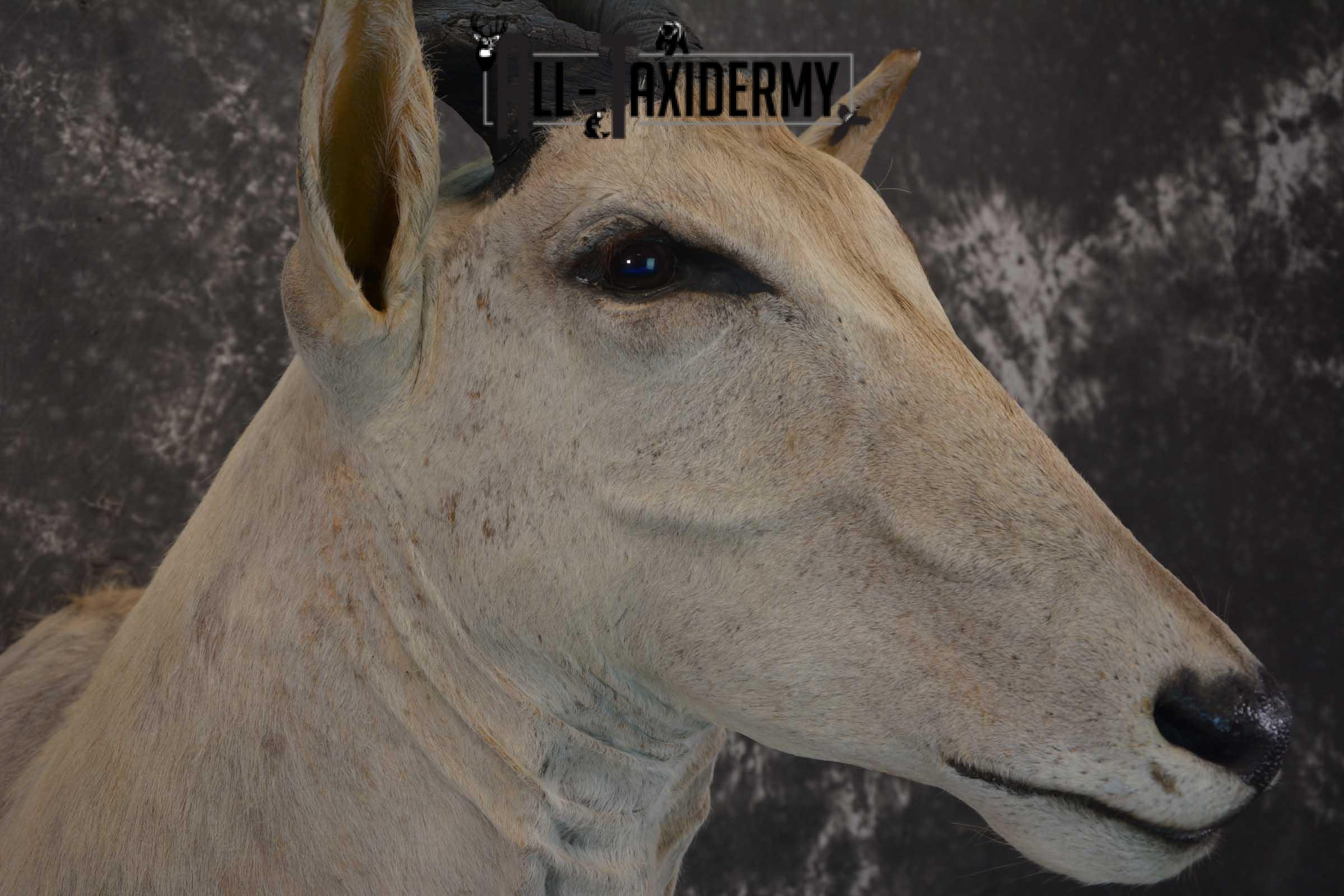African Eland Taxidermy Mount for sale SKU 1450 - Image 3
