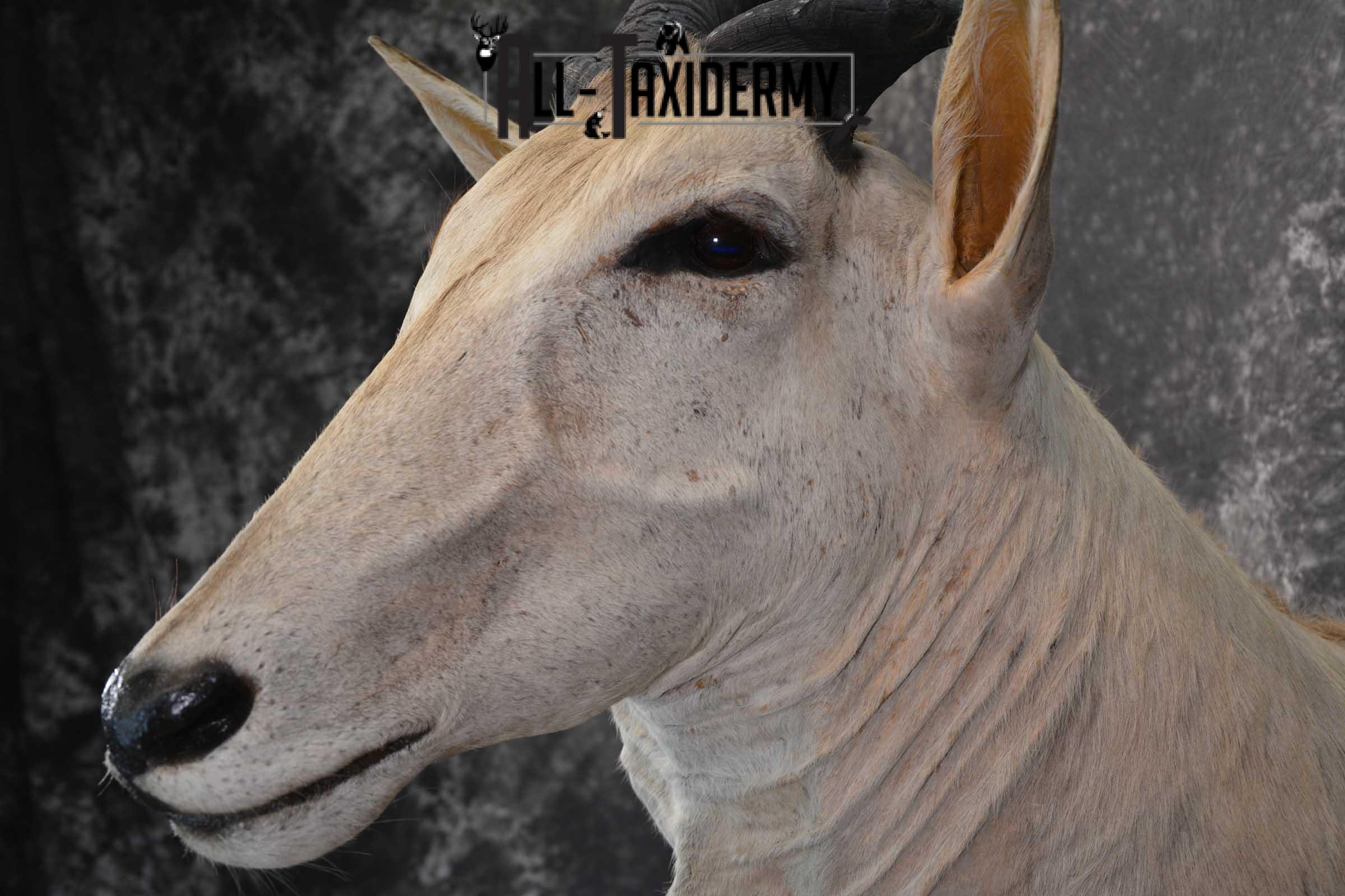 African Eland Taxidermy Mount for sale SKU 1450 - Image 2