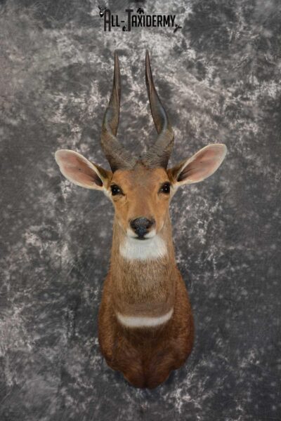 African Bushbuck Taxidermy Mount for sale SKU 1499