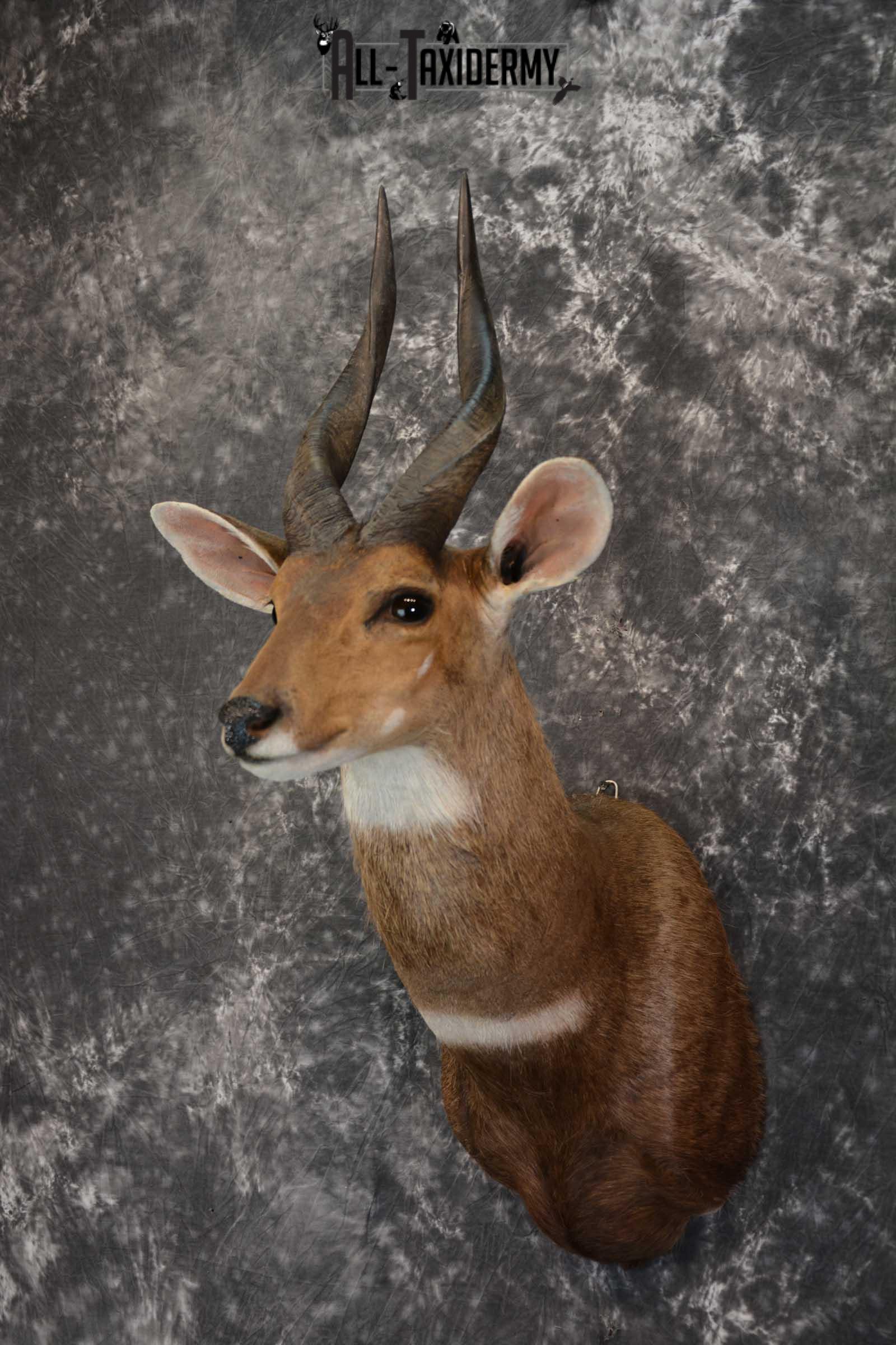 African Bushbuck Taxidermy Mount for sale SKU 1499 - Image 8