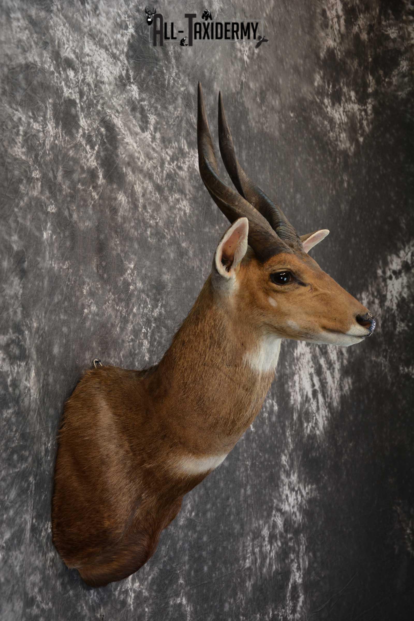 African Bushbuck Taxidermy Mount for sale SKU 1499 - Image 5