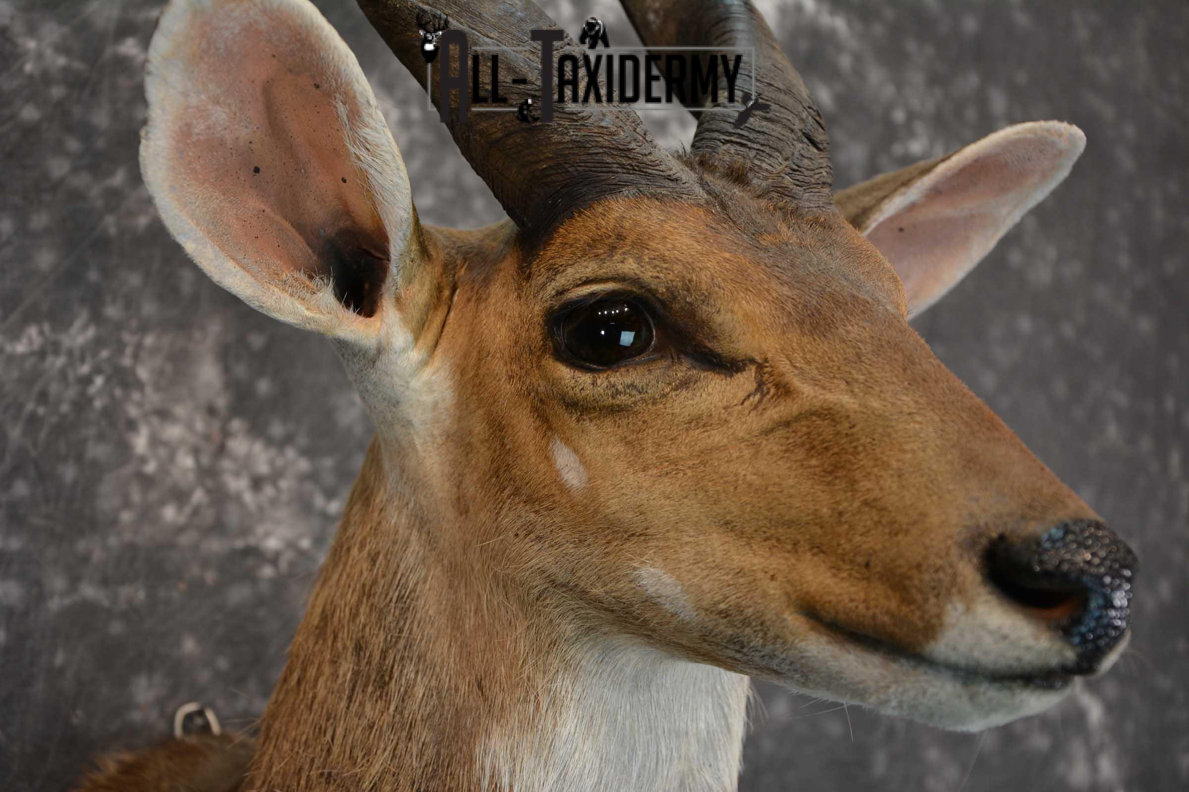 African Bushbuck Taxidermy Mount for sale SKU 1499 - Image 4