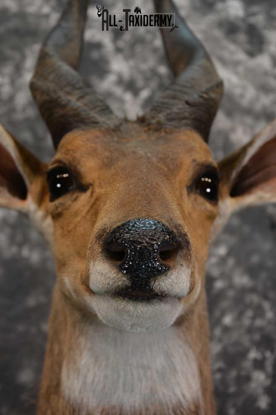 African Bushbuck Taxidermy Mount for sale SKU 1499 - Image 2