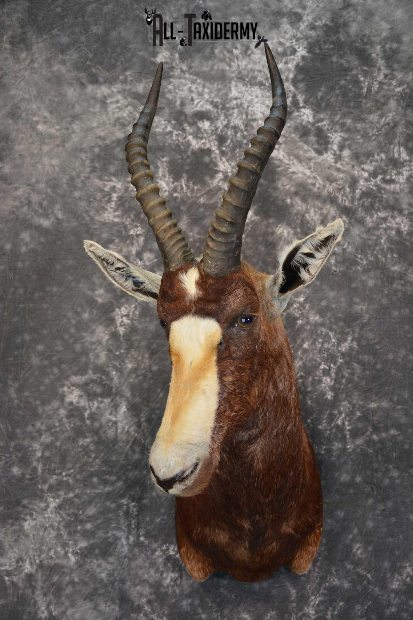 African Blesbok Taxidermy Mount for sale SKU 1505