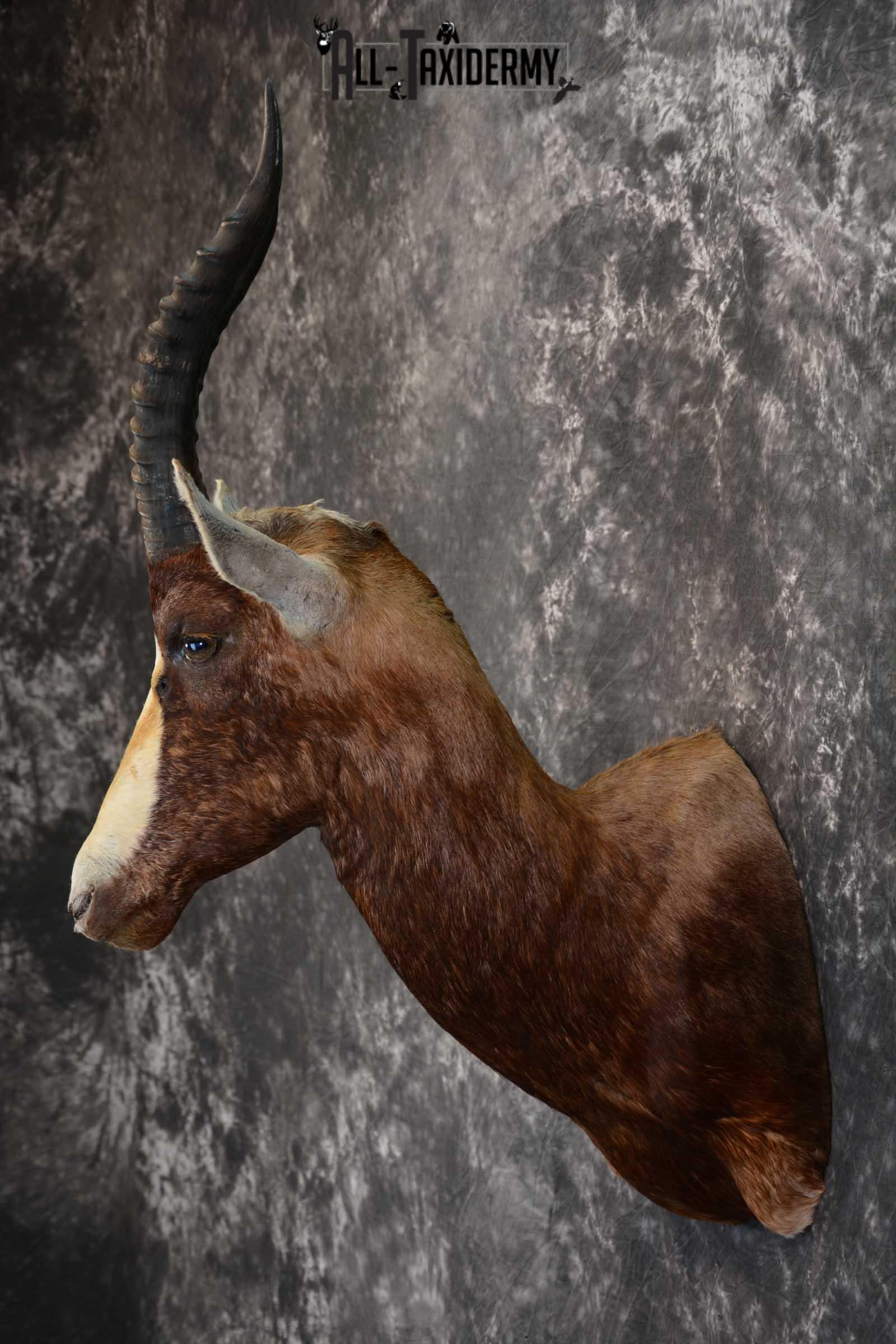 African Blesbok Taxidermy Mount for sale SKU 1505 - Image 7