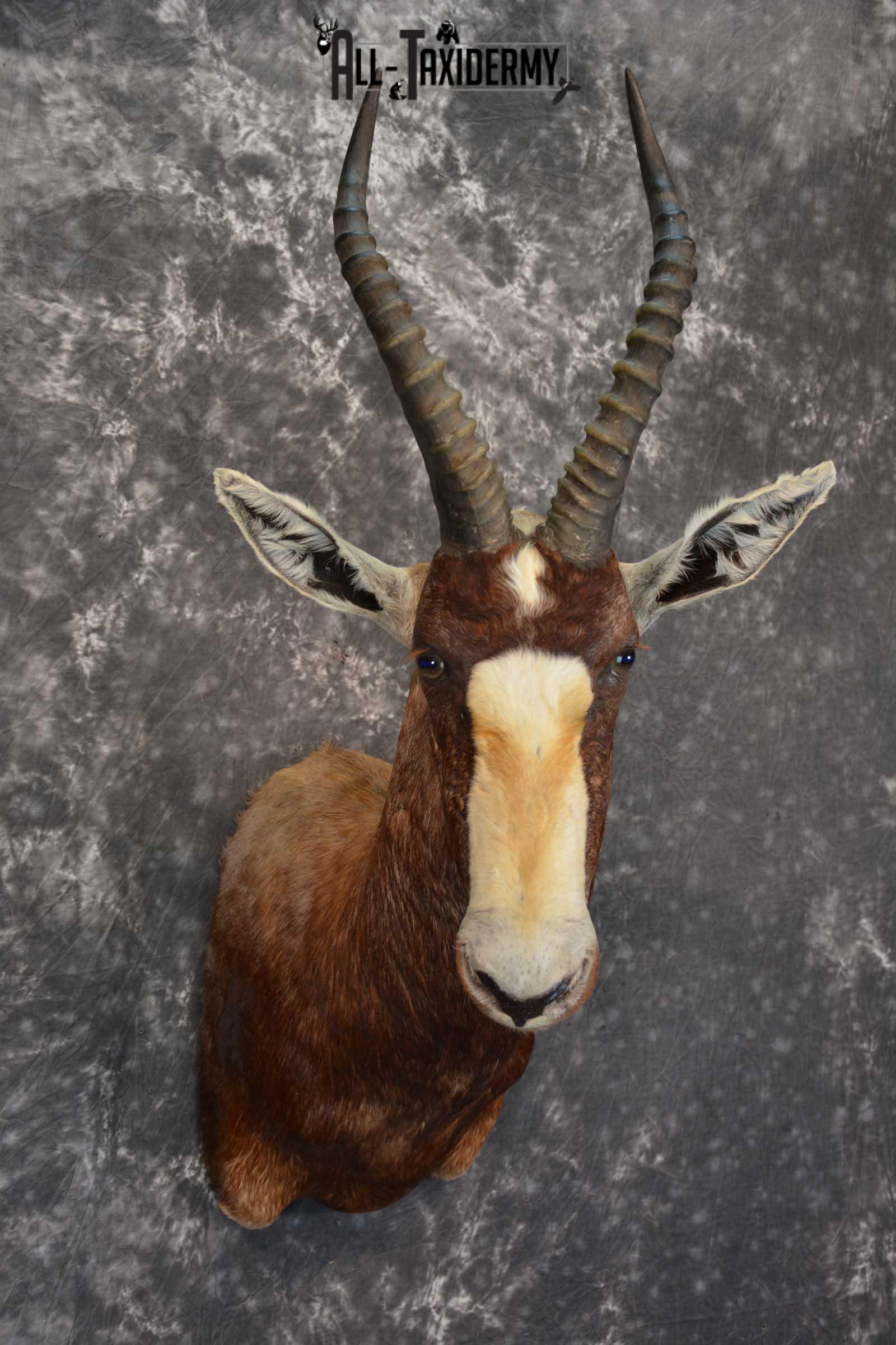 African Blesbok Taxidermy Mount for sale SKU 1505 - Image 6