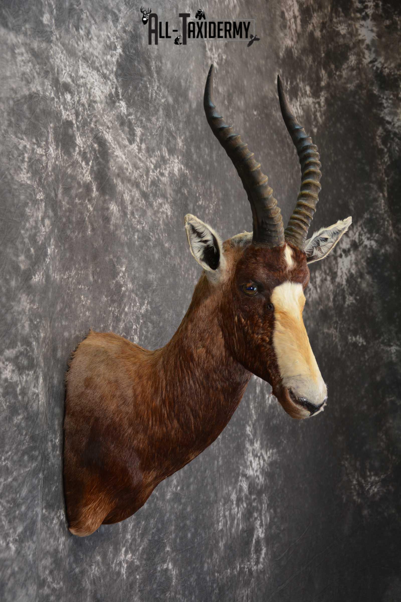 African Blesbok Taxidermy Mount for sale SKU 1505 - Image 5