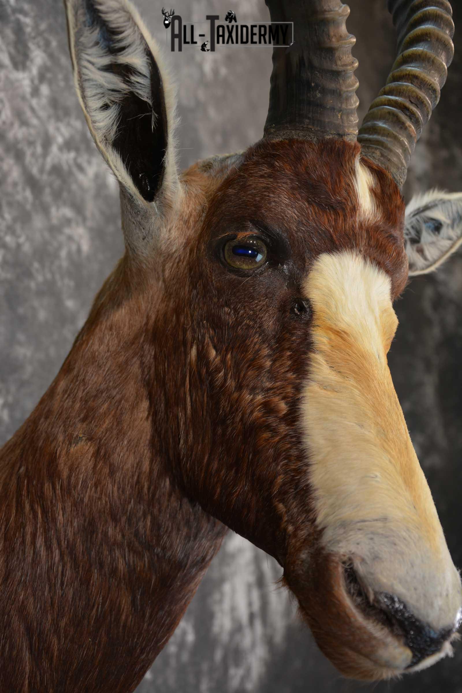 African Blesbok Taxidermy Mount for sale SKU 1505 - Image 4