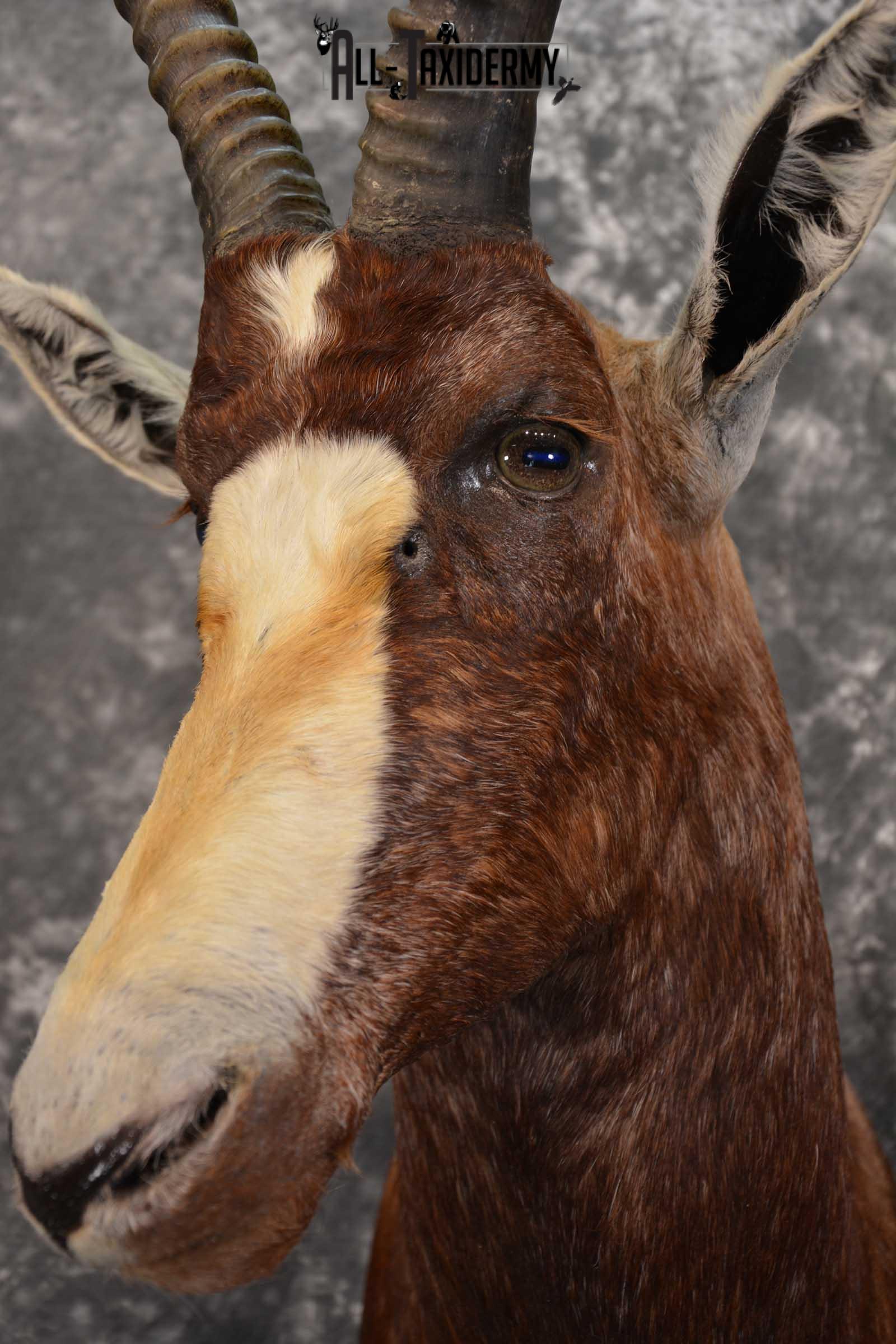 African Blesbok Taxidermy Mount for sale SKU 1505 - Image 3