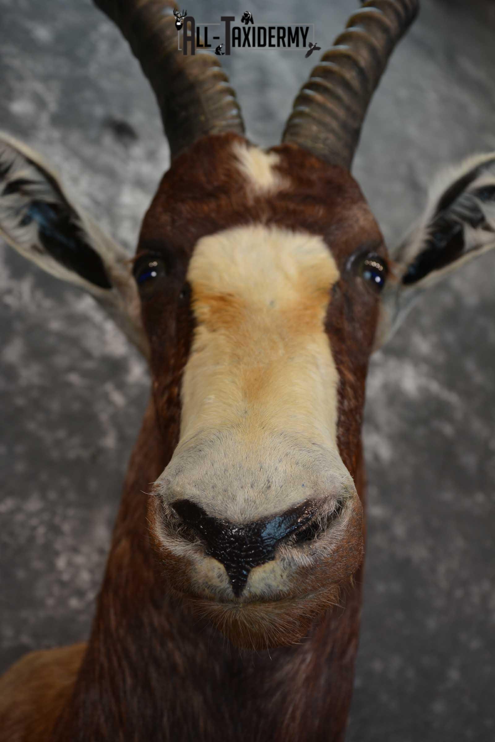 African Blesbok Taxidermy Mount for sale SKU 1505 - Image 2