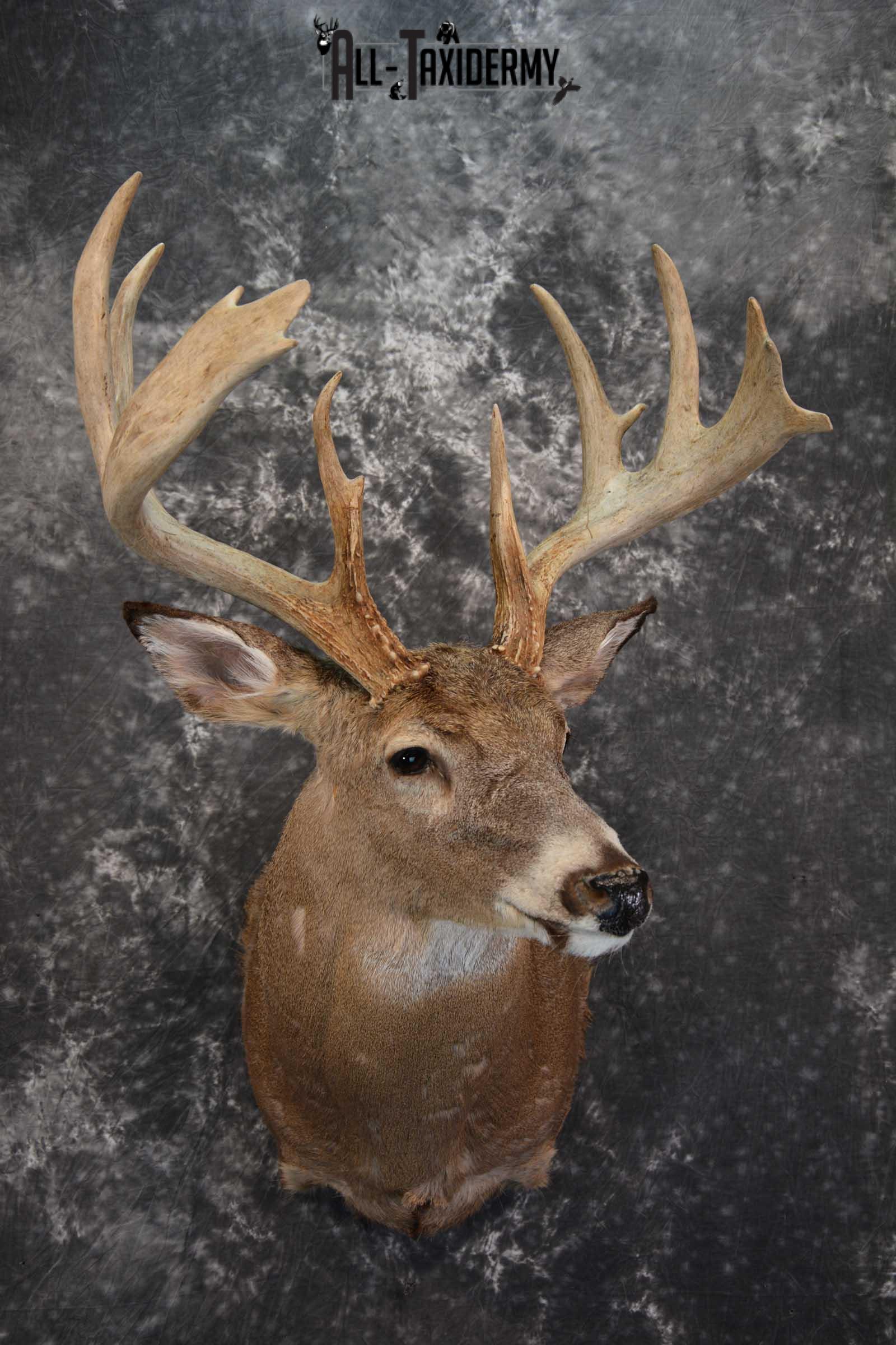 Whitetail Deer Taxidermy Shoulder Mount for sale SKU 1510 - Image 9