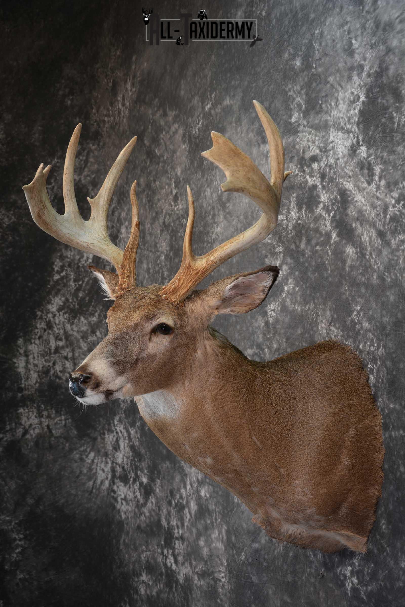 Whitetail Deer Taxidermy Shoulder Mount For Sale SKU 1510 All Taxidermy   DSC 5522 