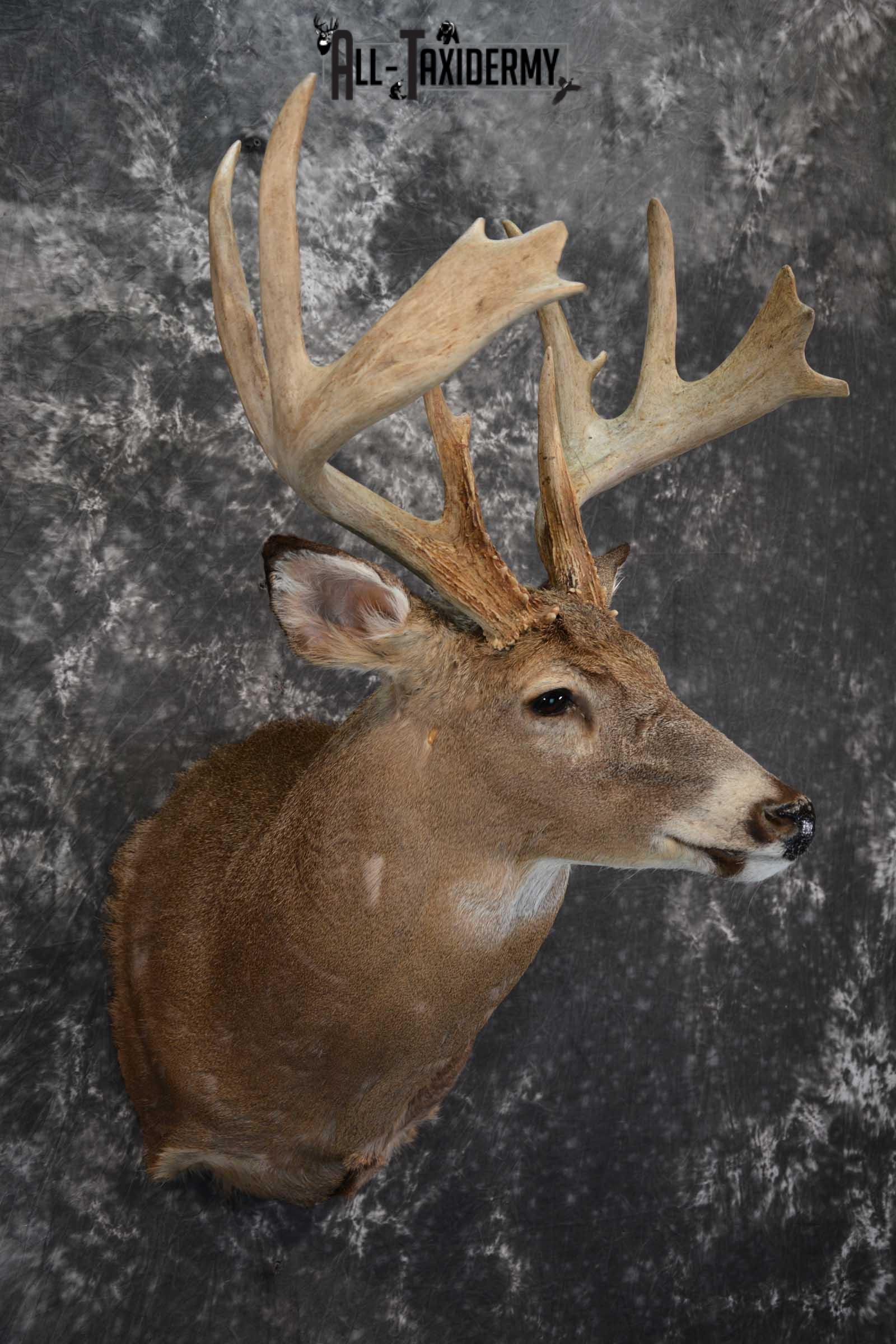 Whitetail Deer Taxidermy Shoulder Mount for sale SKU 1510 - Image 6