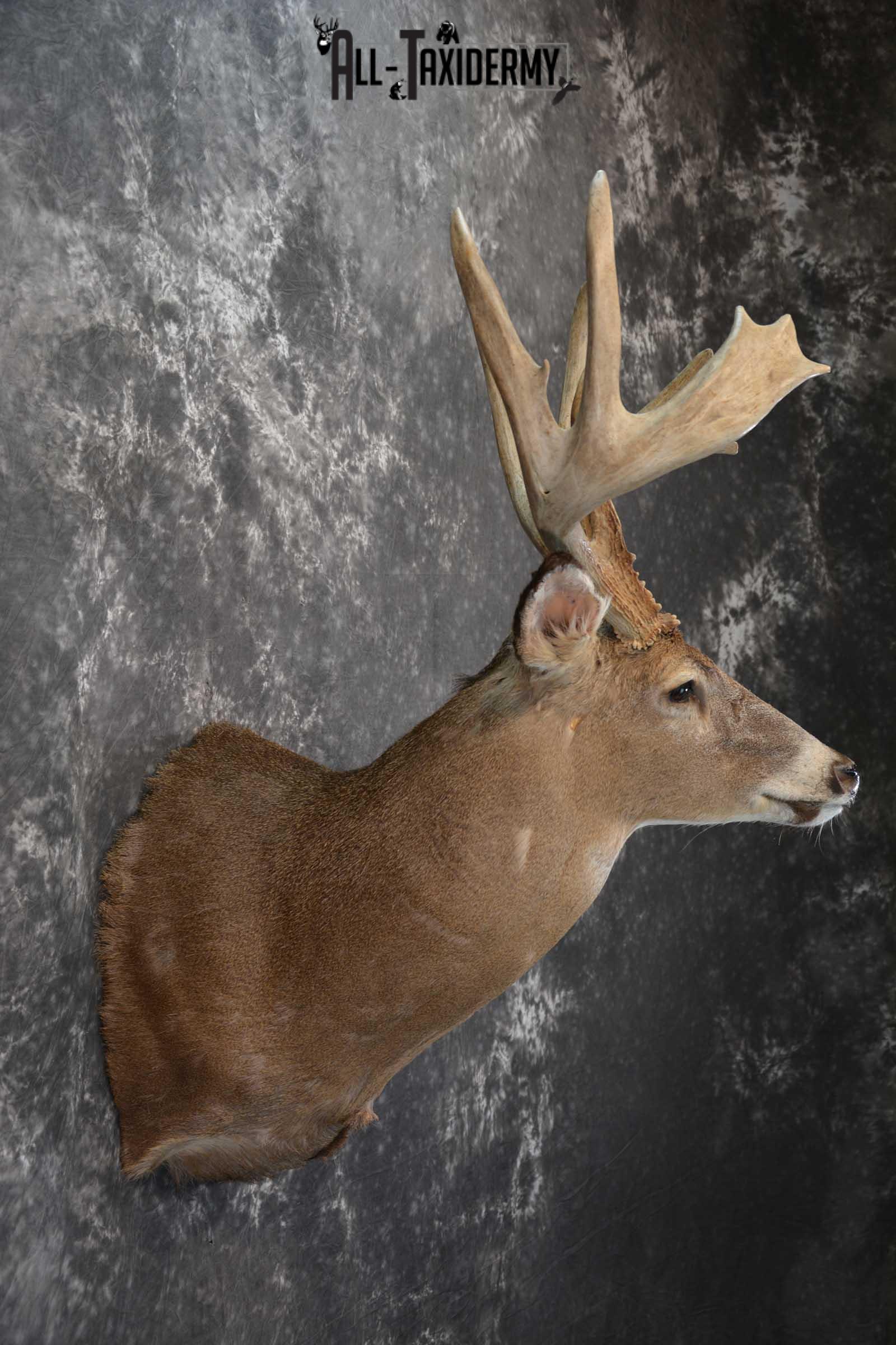 Whitetail Deer Taxidermy Shoulder Mount for sale SKU 1510 - Image 5