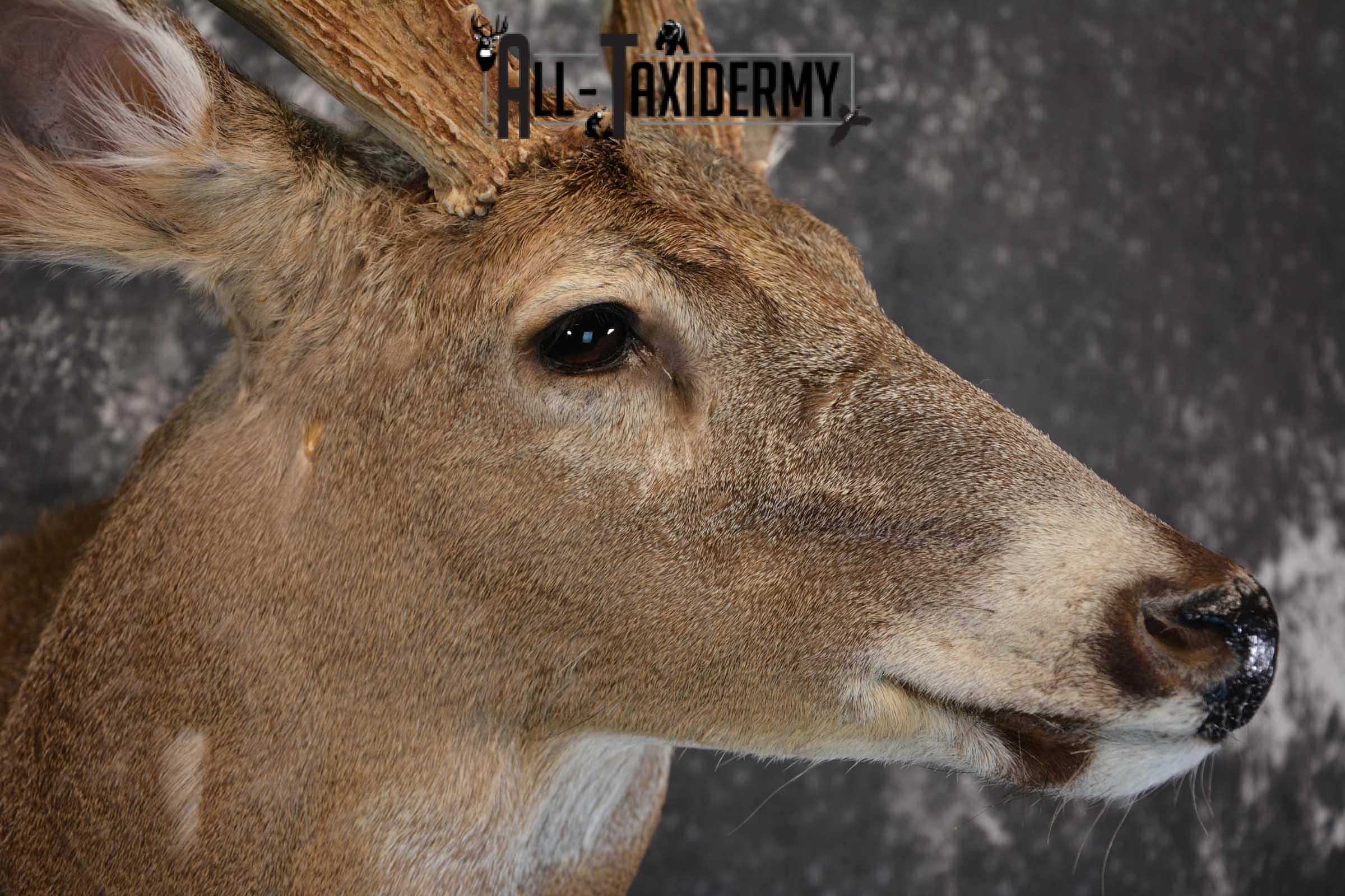 Whitetail Deer Taxidermy Shoulder Mount for sale SKU 1510 - Image 4