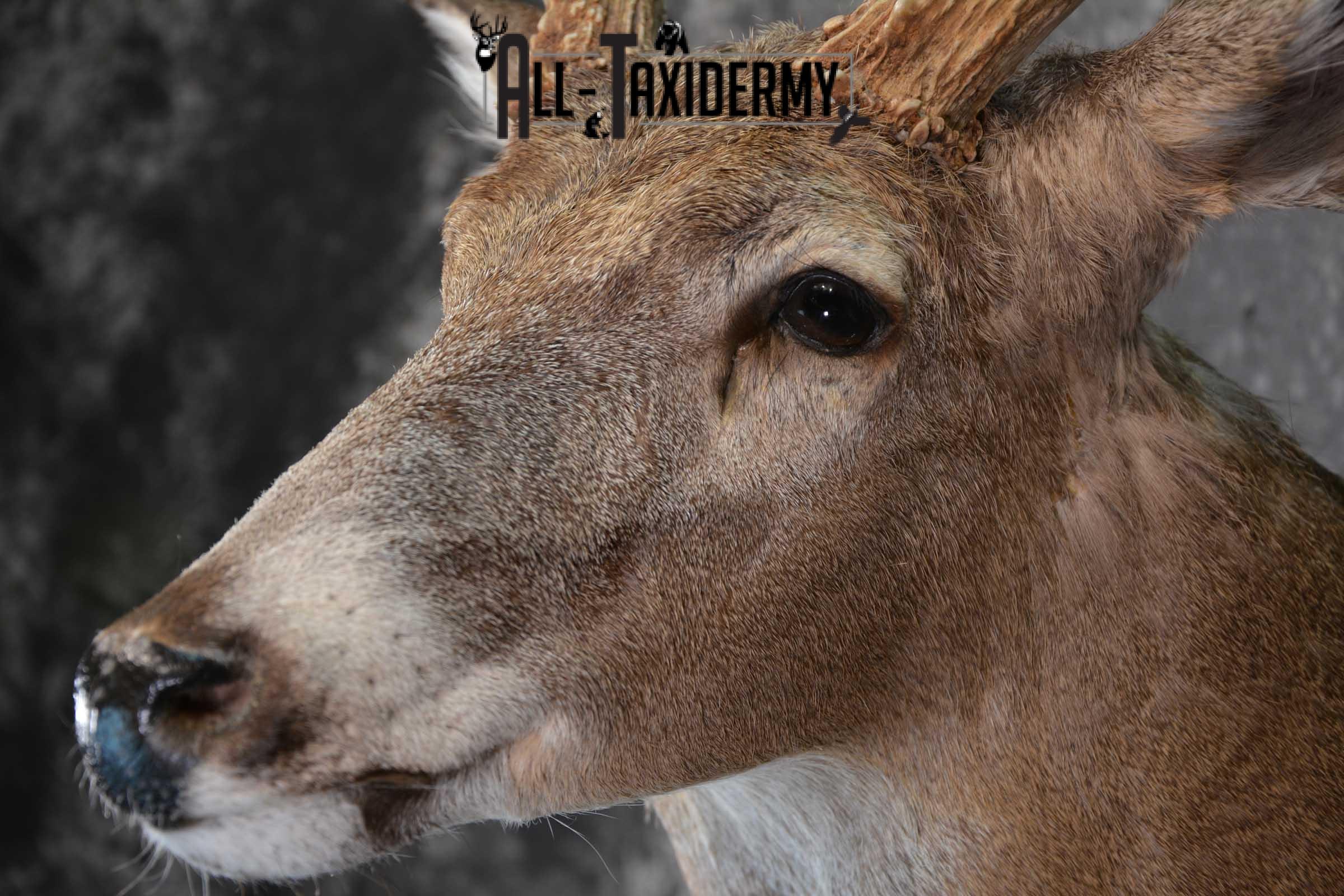 Whitetail Deer Taxidermy Shoulder Mount for sale SKU 1510 - Image 3